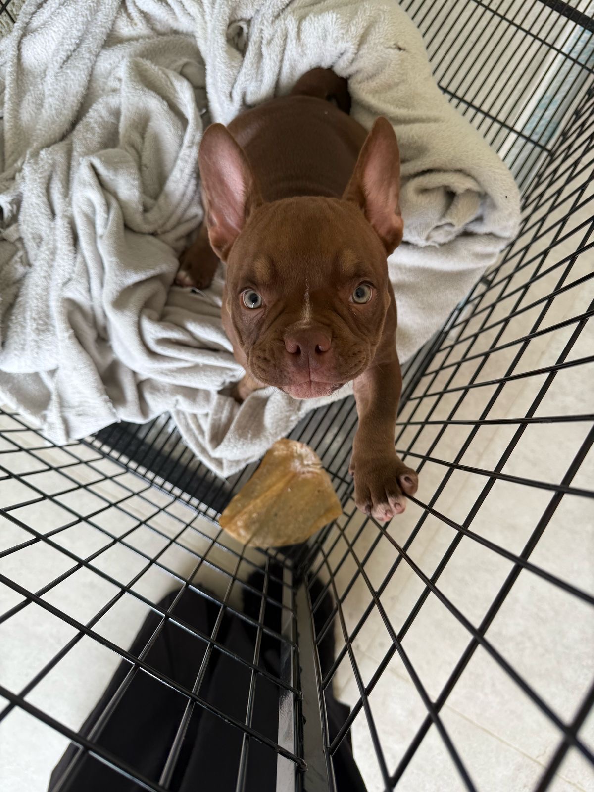 Portal Vendocão Filhote de American Bully Fêmea  Curitiba