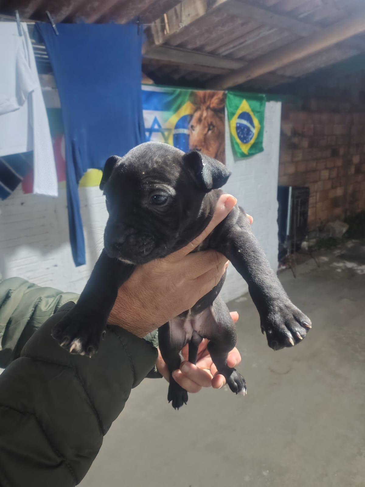 Filhote de Pit Bull  - Foto 2