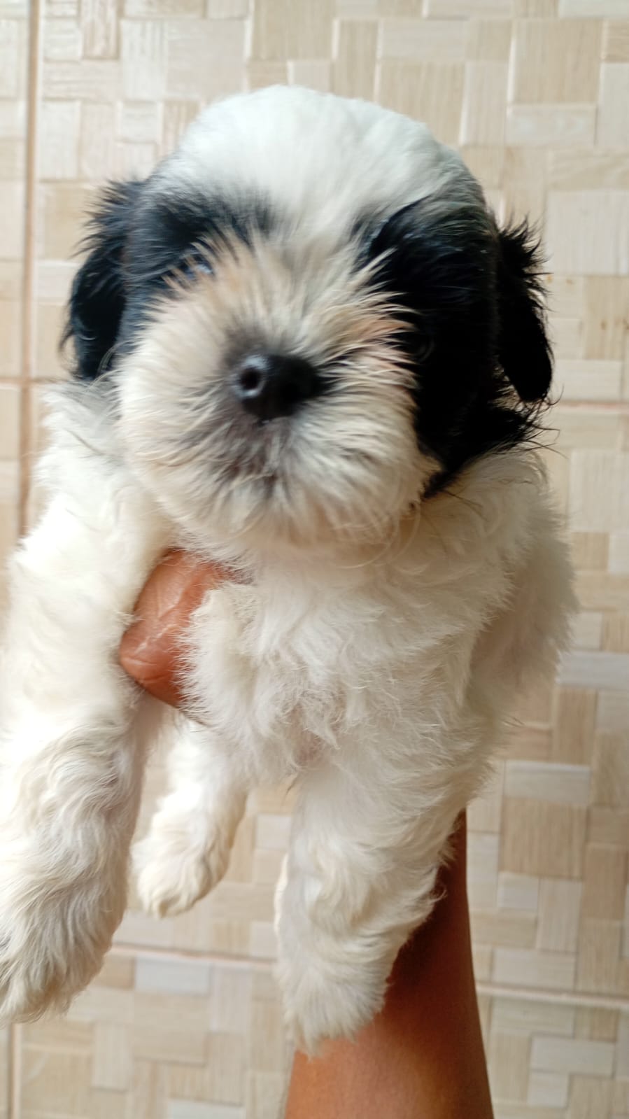 Filhotes de Shih tzu  - Foto 1
