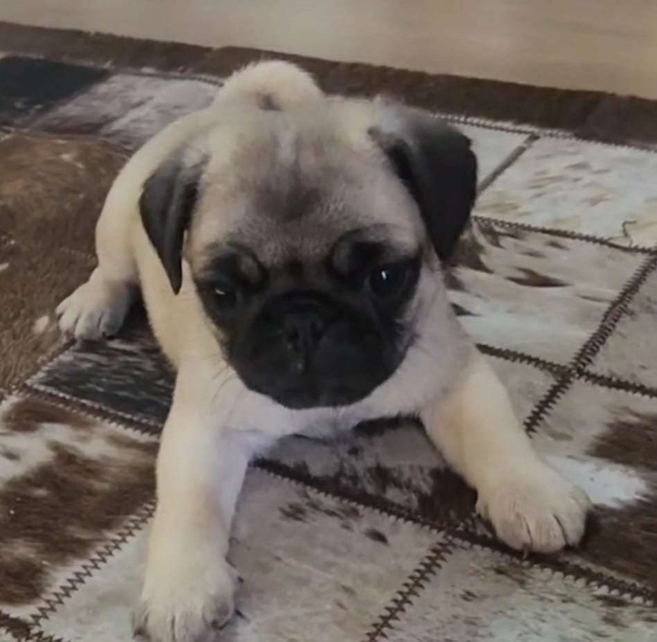 Filhotes de PUG em Blumenau  - Foto 1