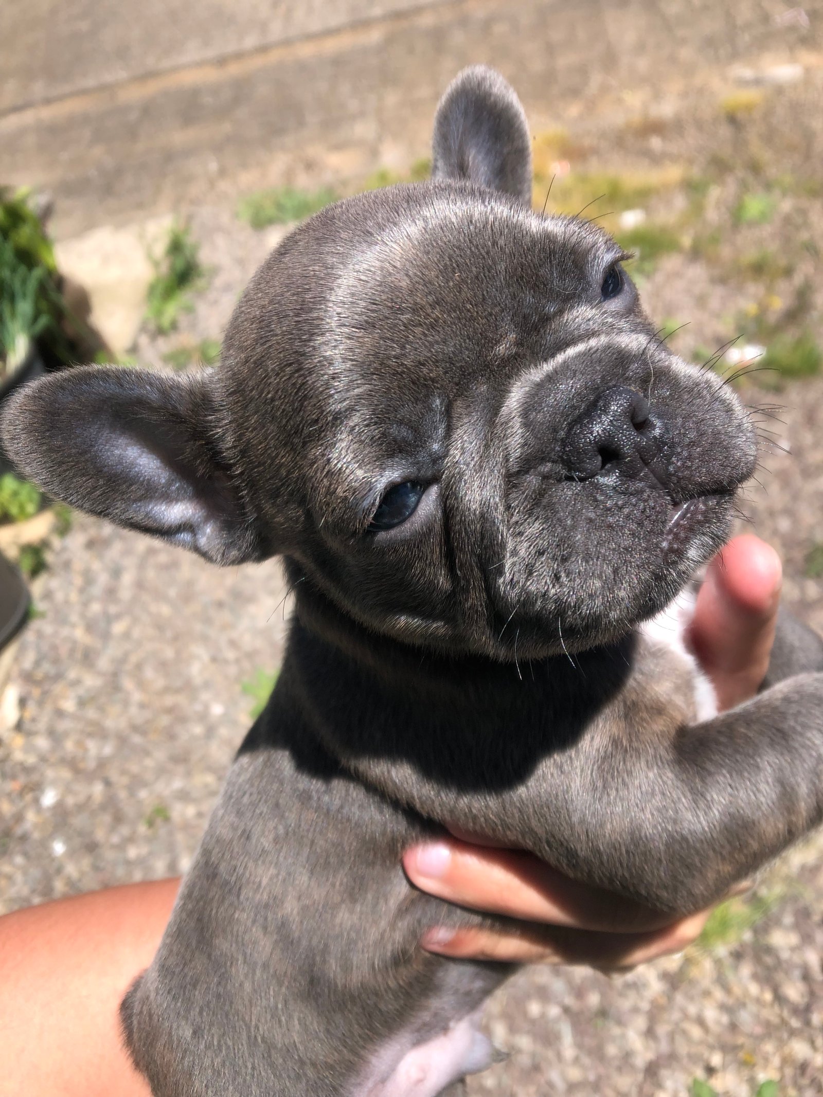 Filhote Bulldog francês 