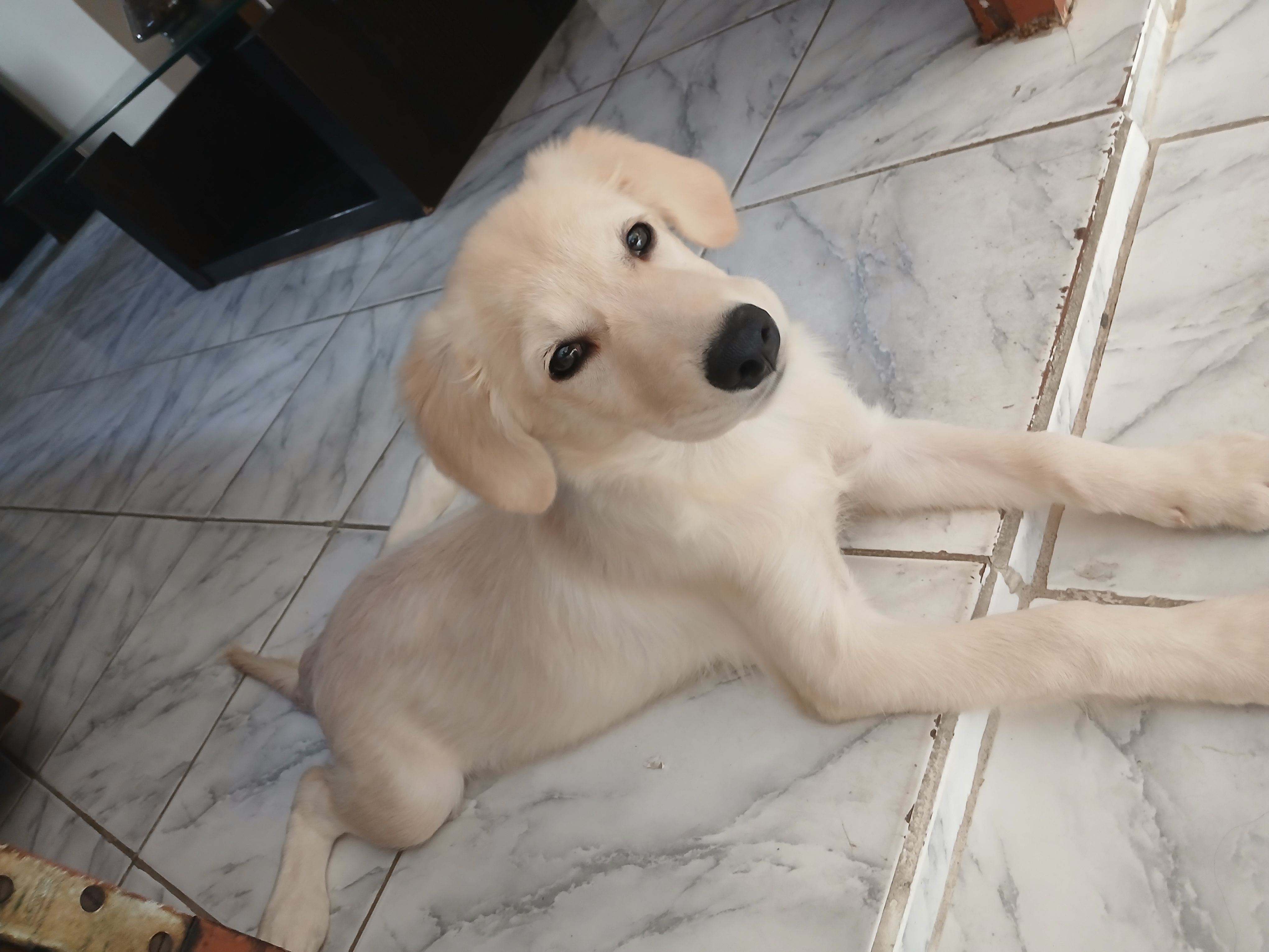 Portal Vendocão VENDO FILHOTE COM PEDIGREE  João Pessoa PB
