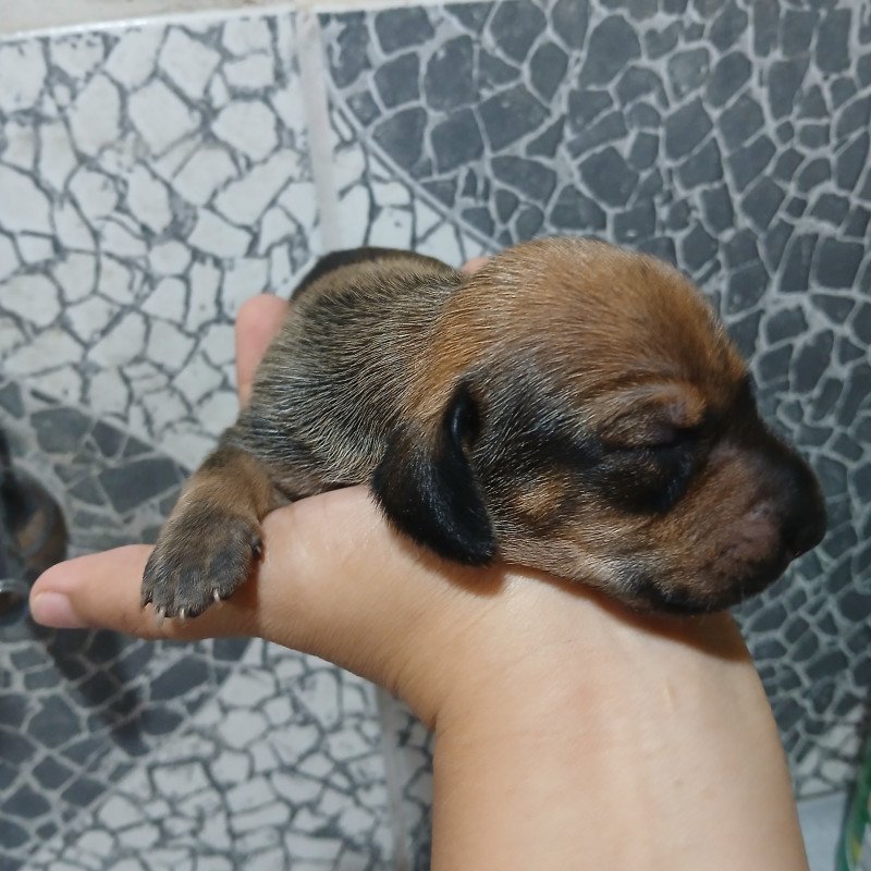 Filhotes macho e femea raça dachshund (salsicha)