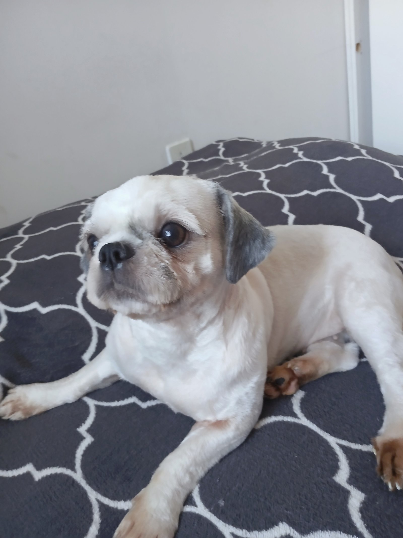 Vendo Shih Tzu muito fofa e amorosa - Foto 1