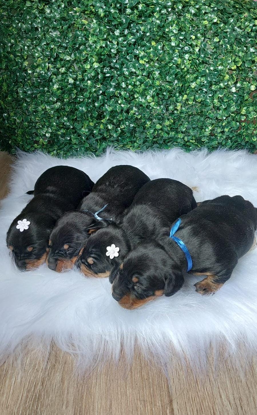 Portal Vendocão Filhote de Dachshund/Teckel/Cofap/Basset/Salsichinha  Juiz de Fora