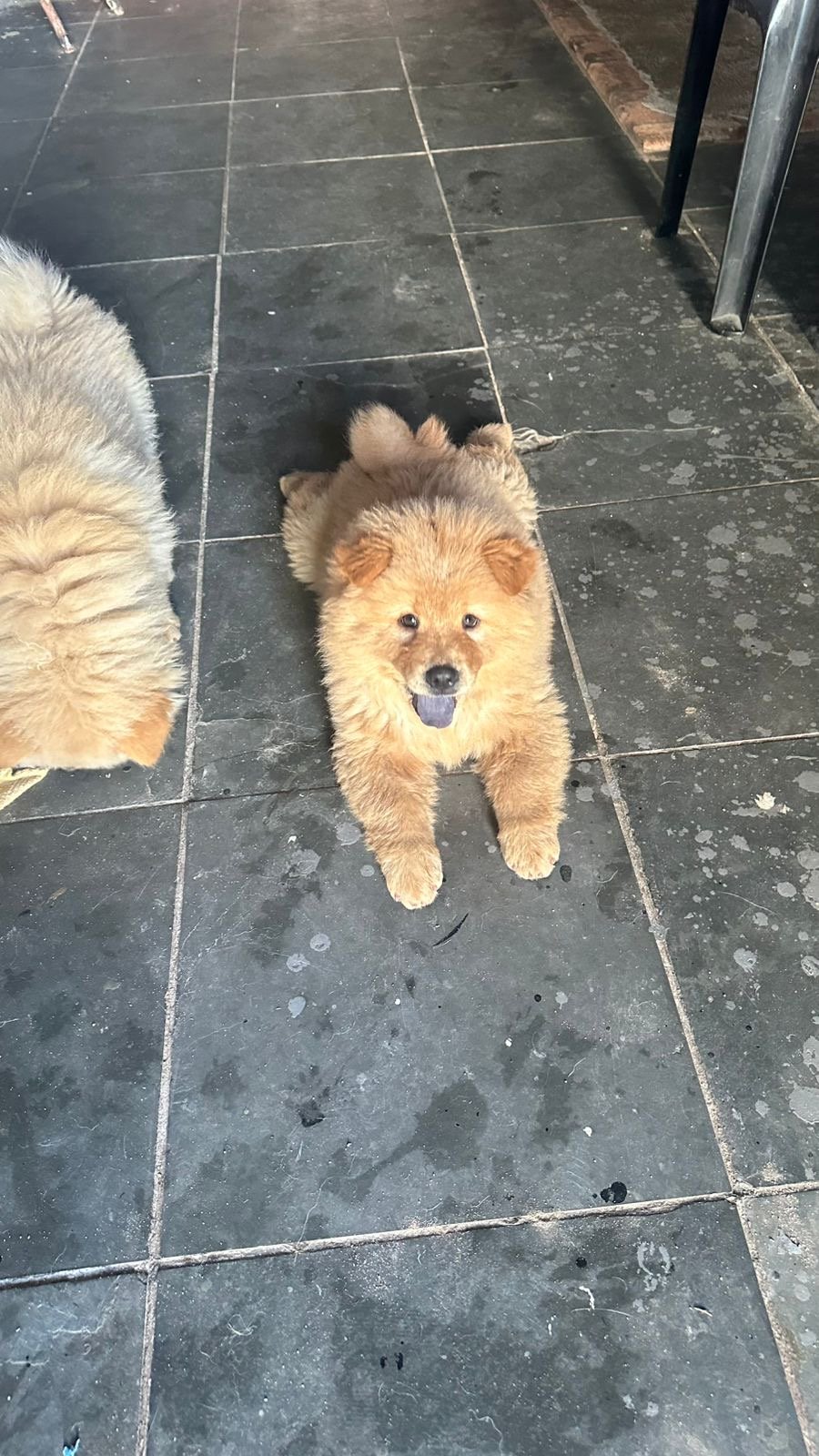 Lindo filhote Chow xhow