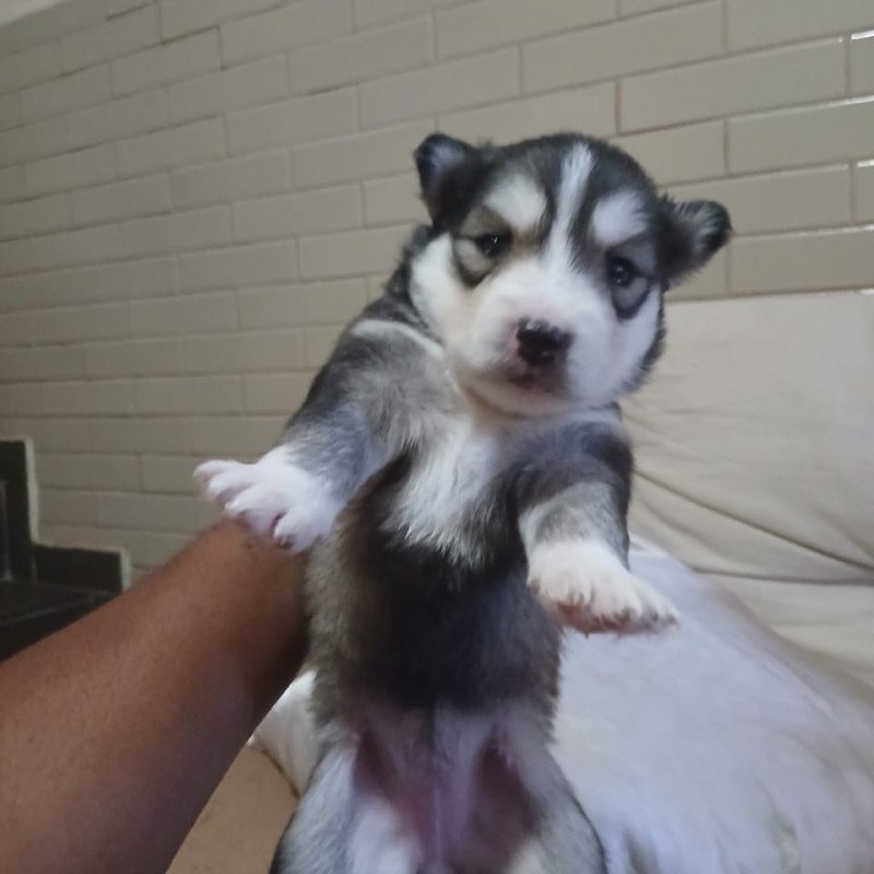 Filhote de Husky siberiano - Foto 1