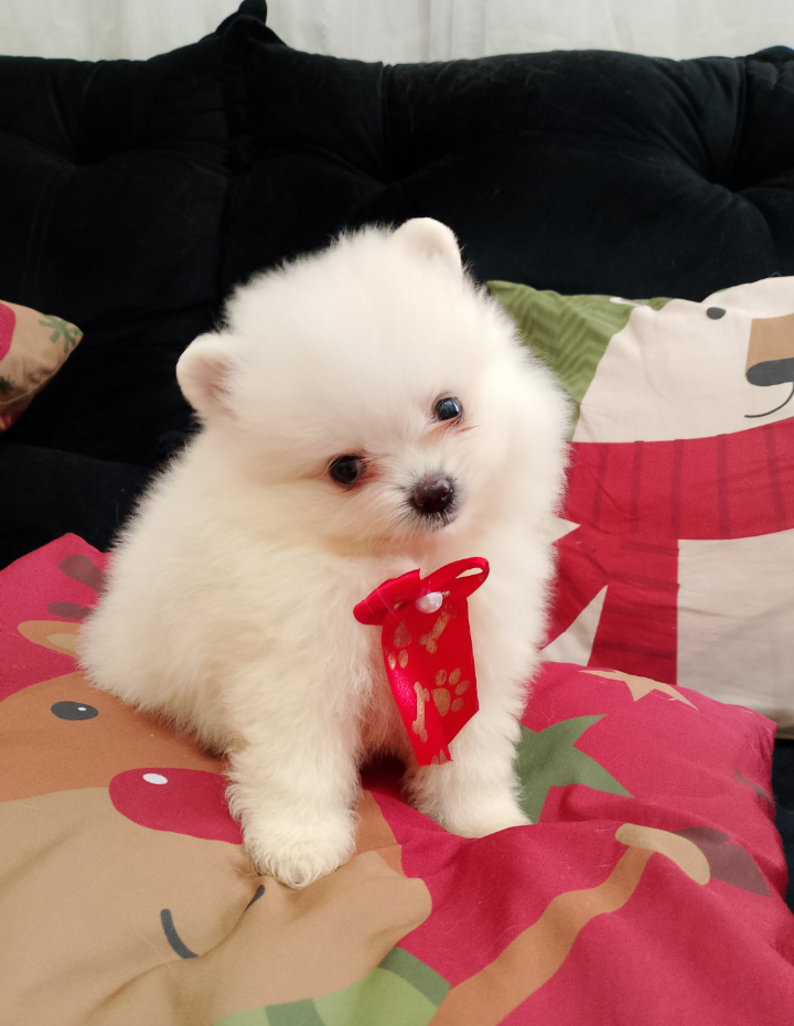Lulu da Pomerânia mini / Spitz alemão  - Foto 1