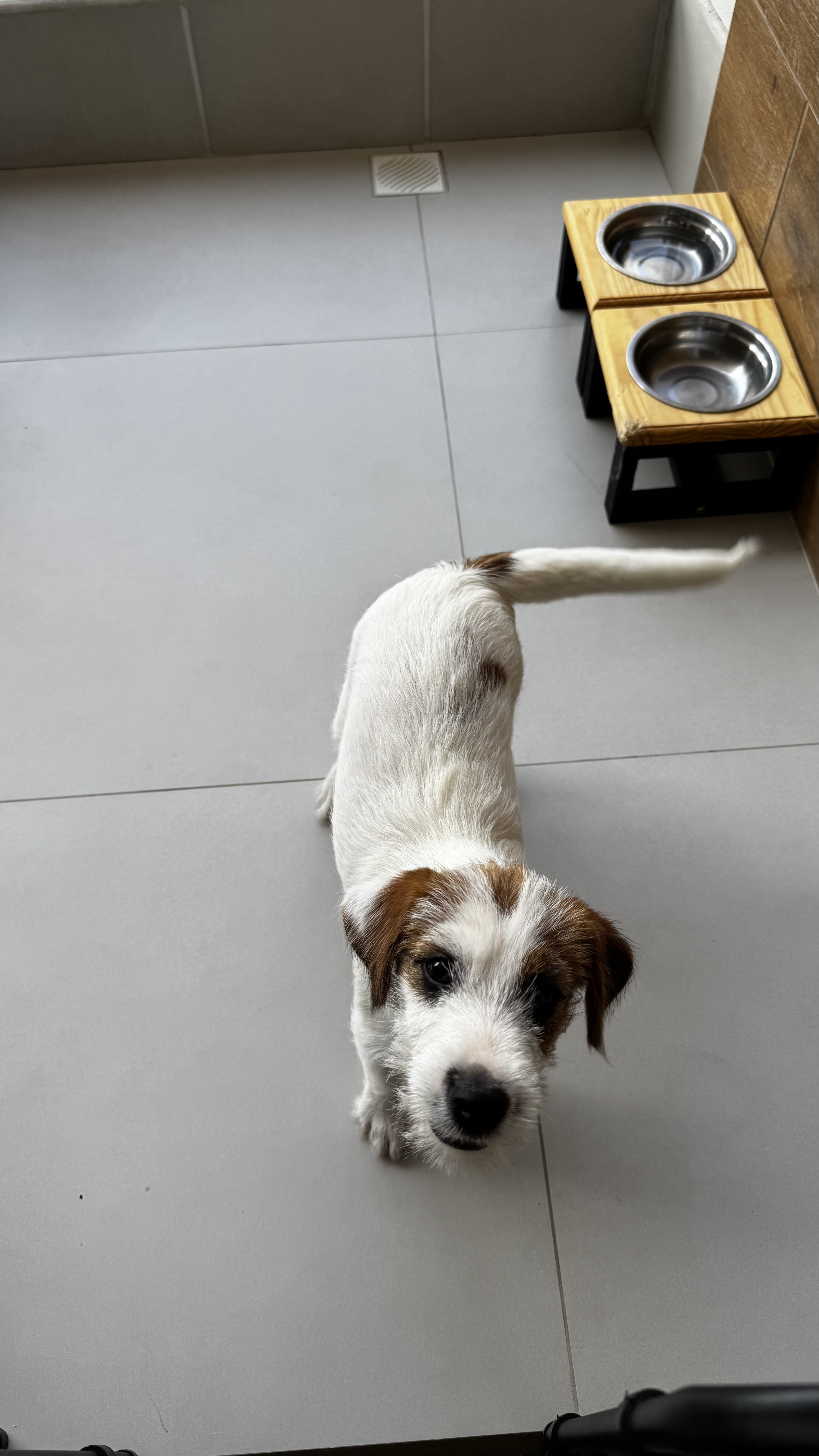 Portal Vendocão Jack Russell Terrier - Filhote Disponível para Nova Família  Fortaleza 