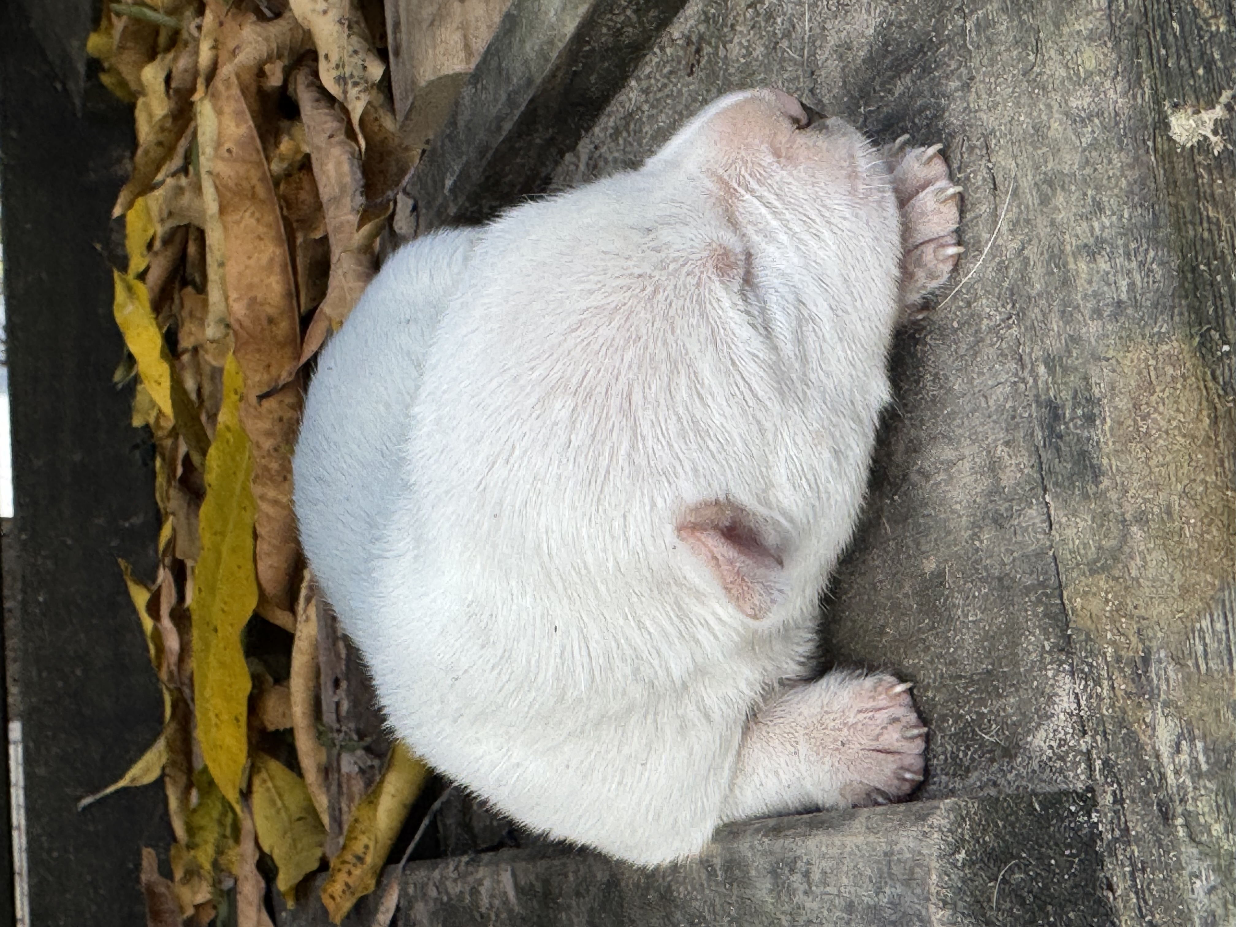Portal Vendocão Filhotes de Pitbull  Paragominas 