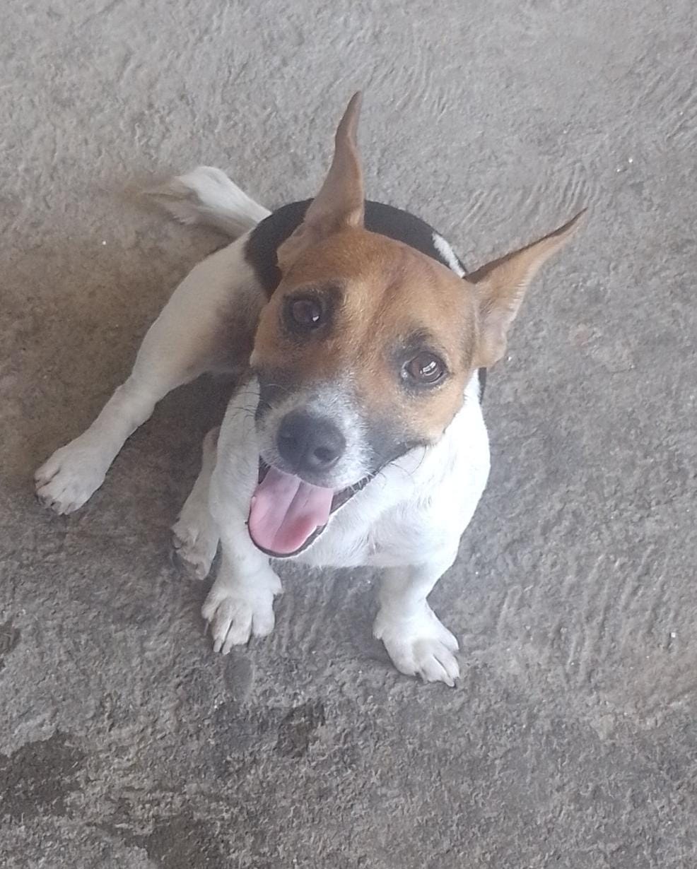 Portal Vendocão Jack Russell terrier  Rio de janeiro 
