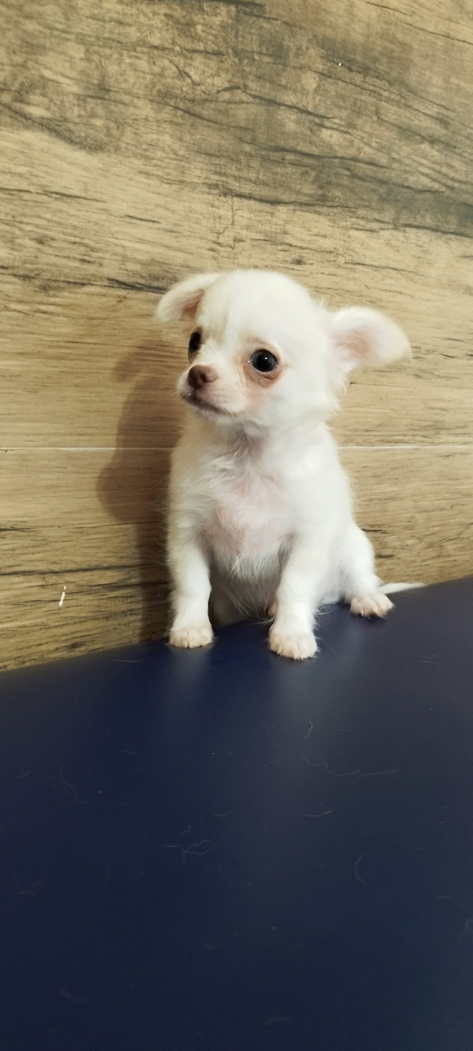 Mini Chihuahua  - Foto 1