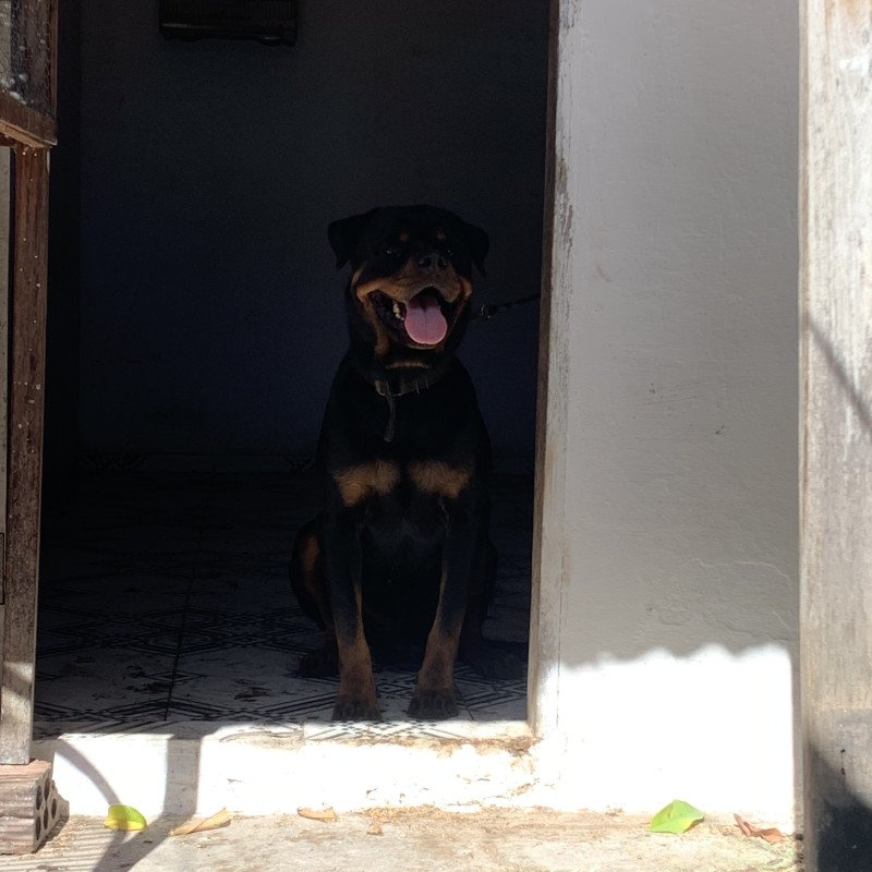 Rottweiler - Foto 3