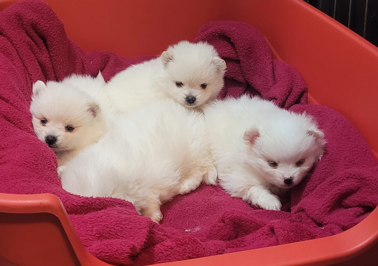 SPITZ ALEMAO, pequeno, Branco