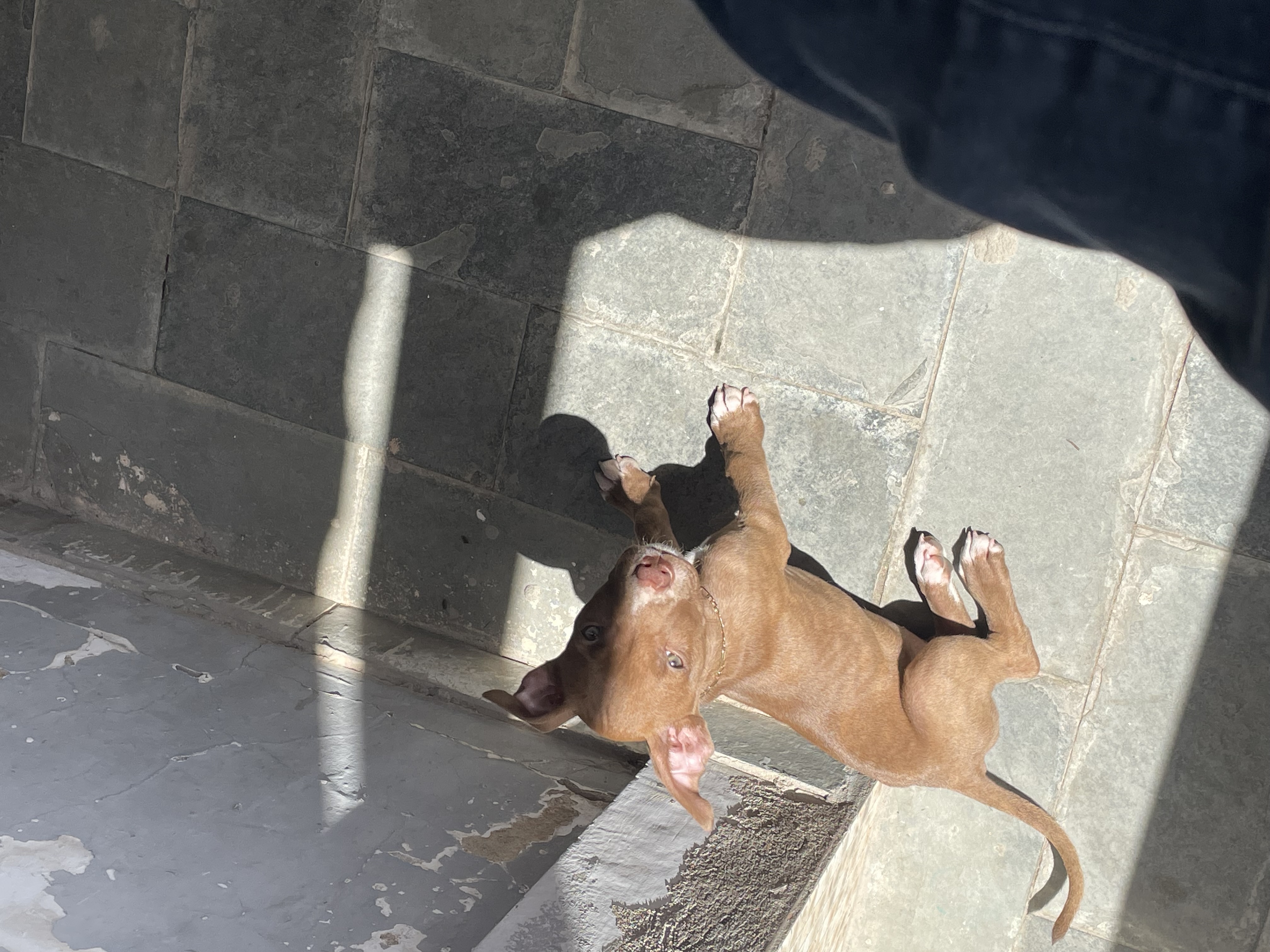 Portal Vendocão Linda fêmea de pitbull 2 meses e 22 dias  Salvador