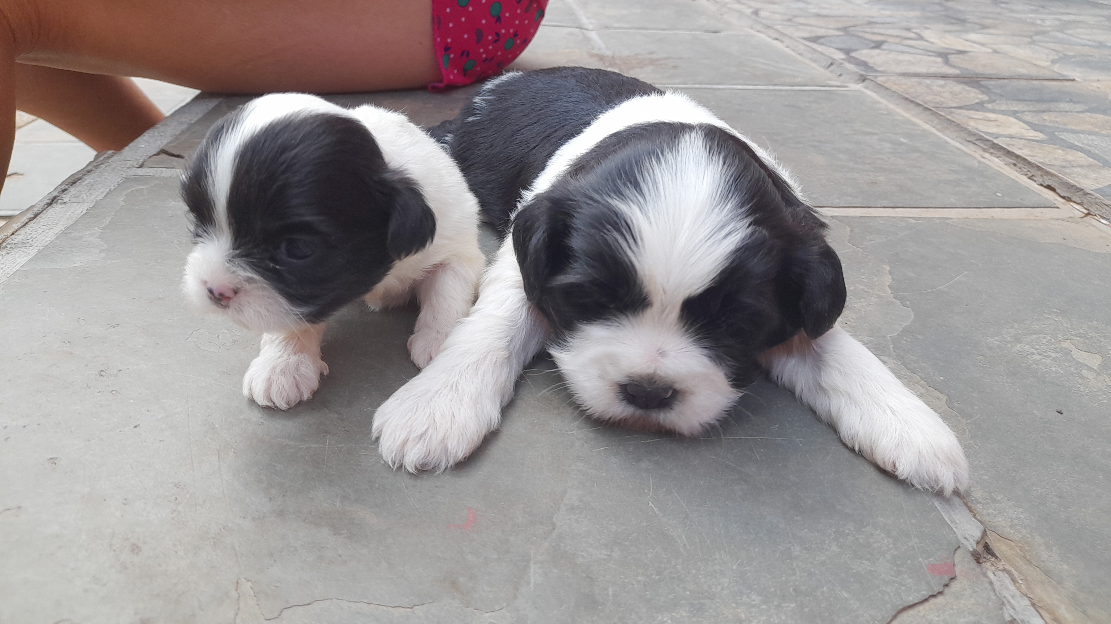Portal Vendocão Filhotes  Brasília