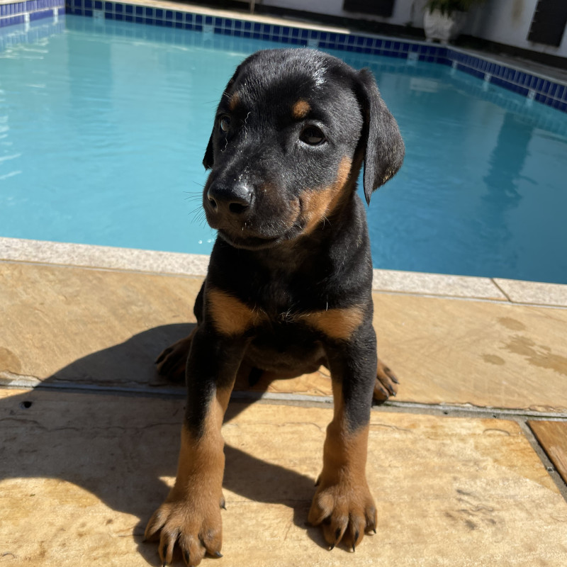 Lindos filhotes de Doberman - Foto 3