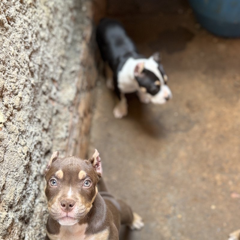 América bully fêmea e macho com pedigree 4,500 a fêmea e 4,000 o macho