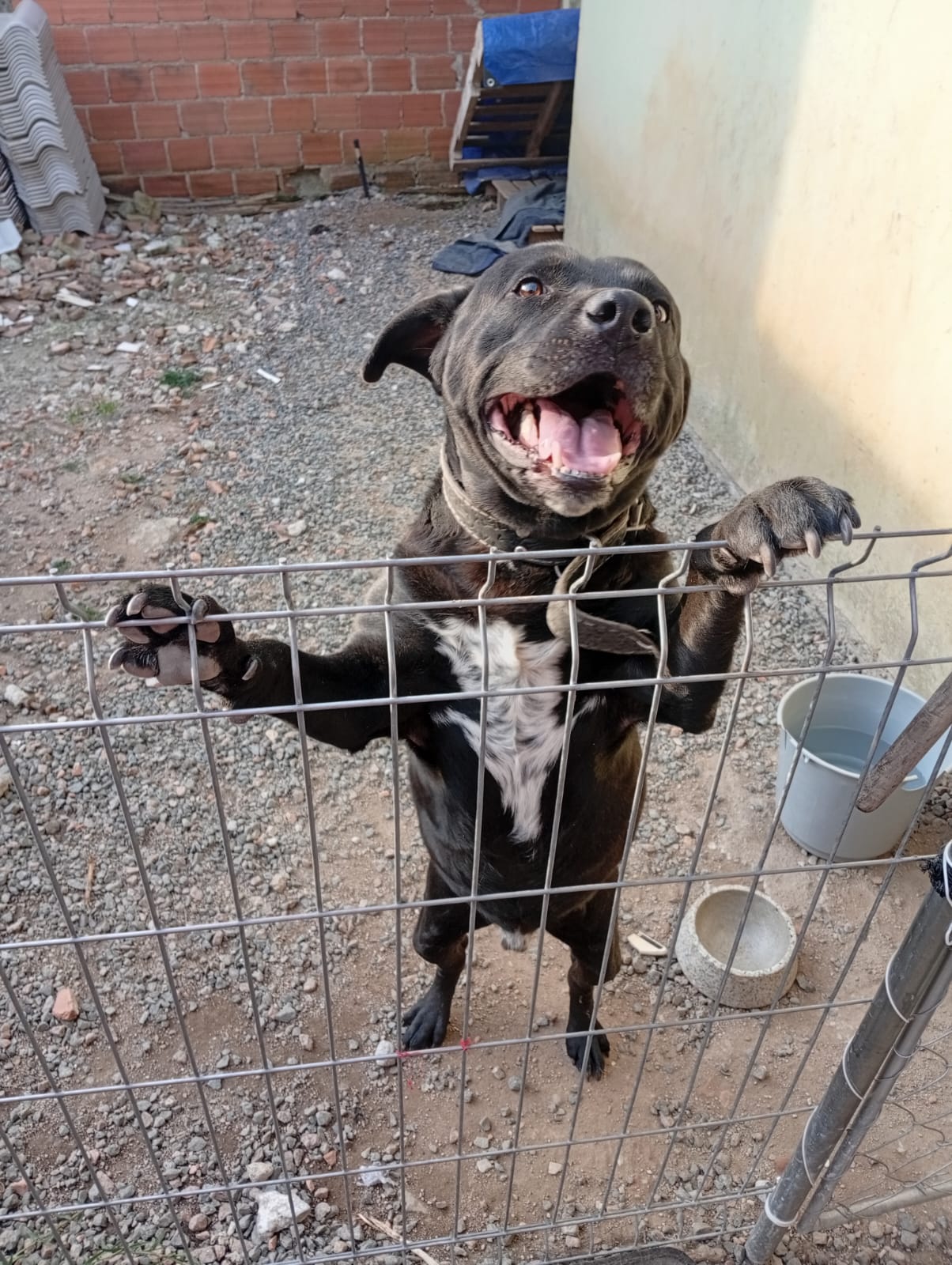 Portal Vendocão Cachorro Porte grande Curitiba