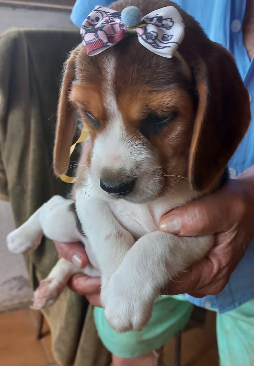 Portal Vendocão Filhotes beagles tricolores  machos e femeas Cotia