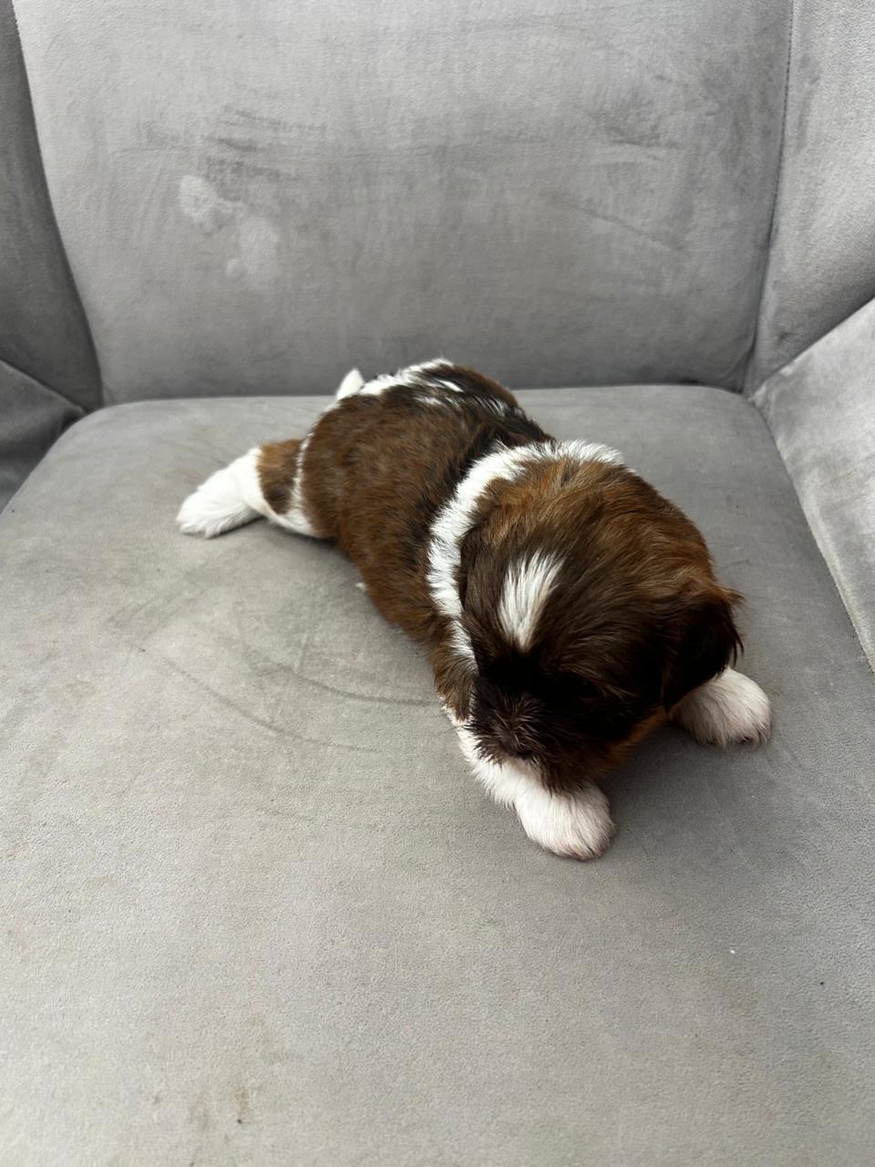Portal Vendocão Filhotes de shihtzu Goiânia 