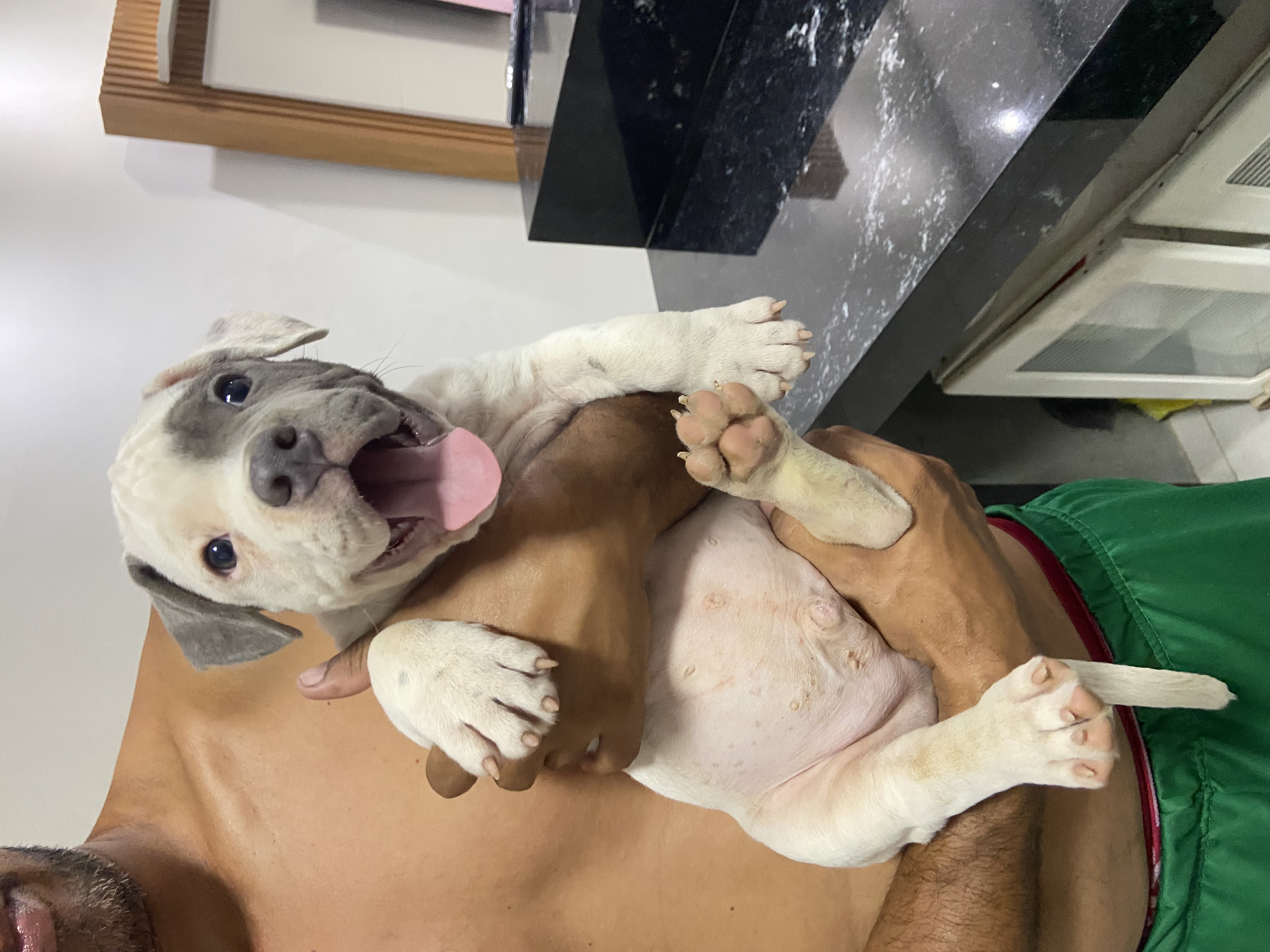 Portal Vendocão American bully  Goiânia 