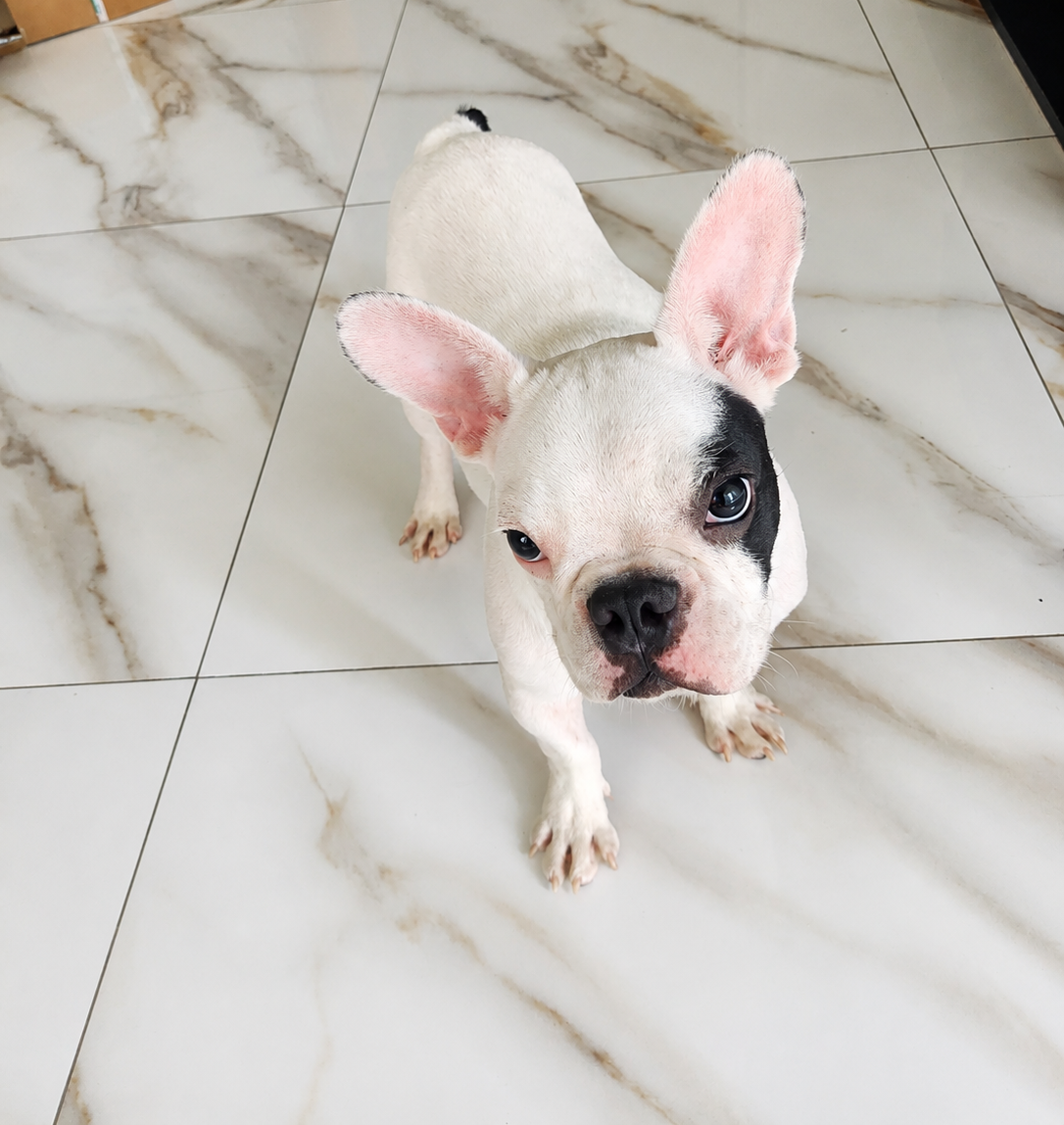 Buldog francês 