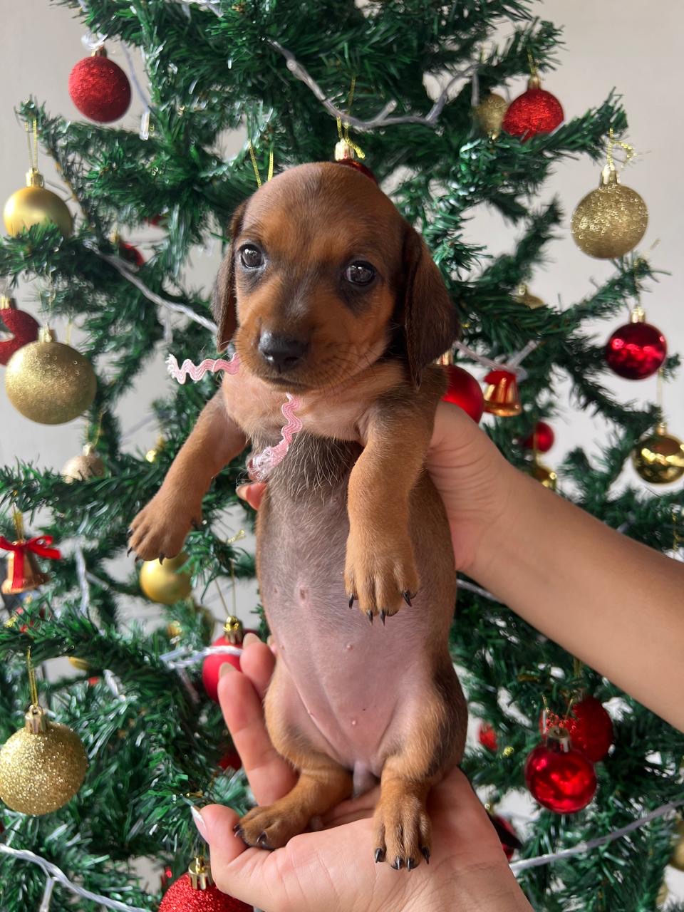 Portal Vendocão  Vendas Várzea Grande-MT