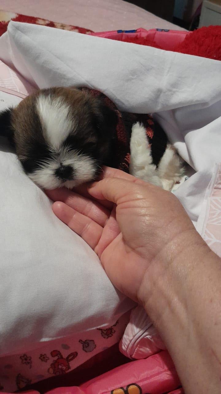 SHIH TZU MINI LEGÍTIMOS - Foto 5