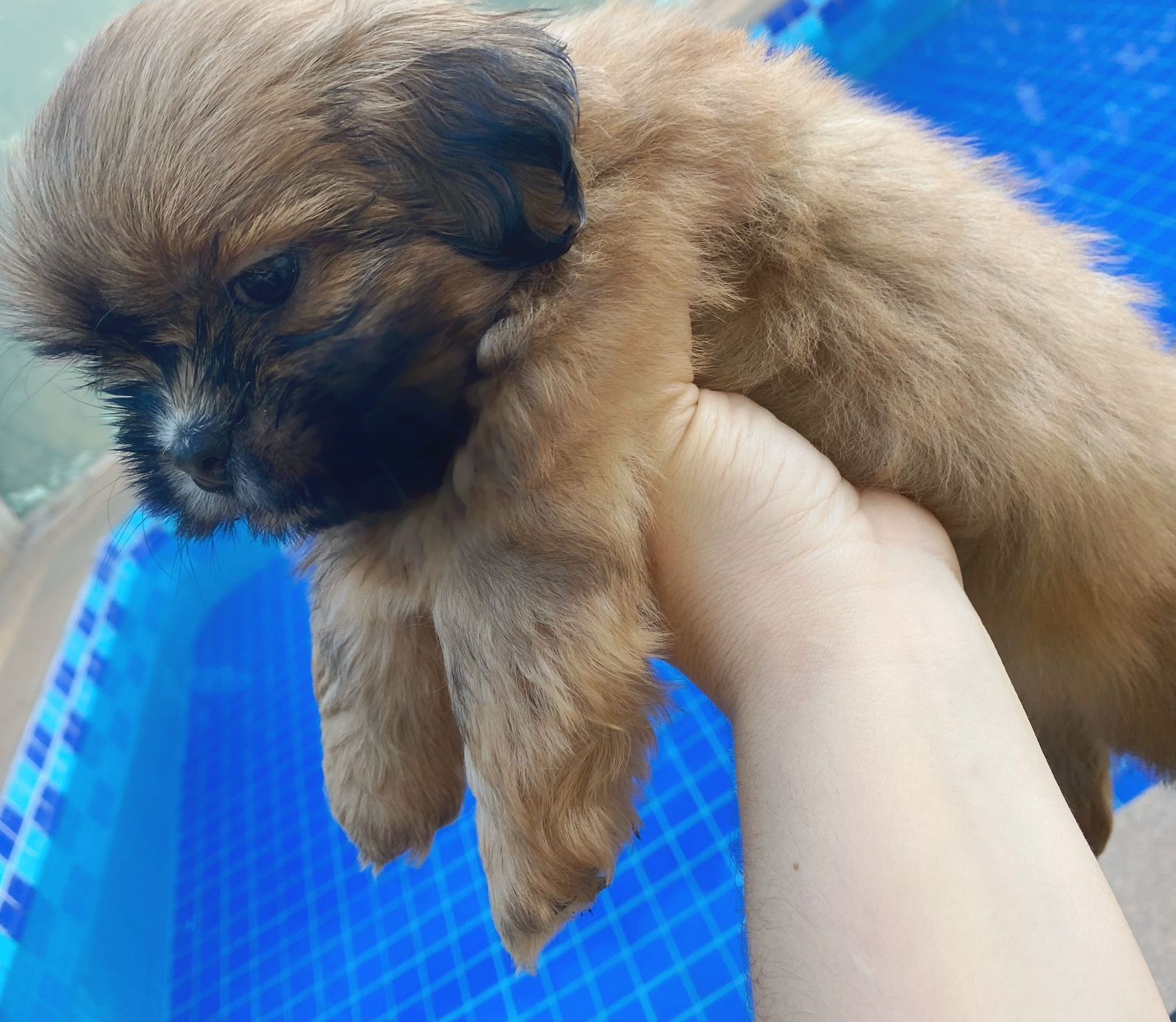 Portal Vendocão Filhote de Shih Tzu Macho Cuiabá 