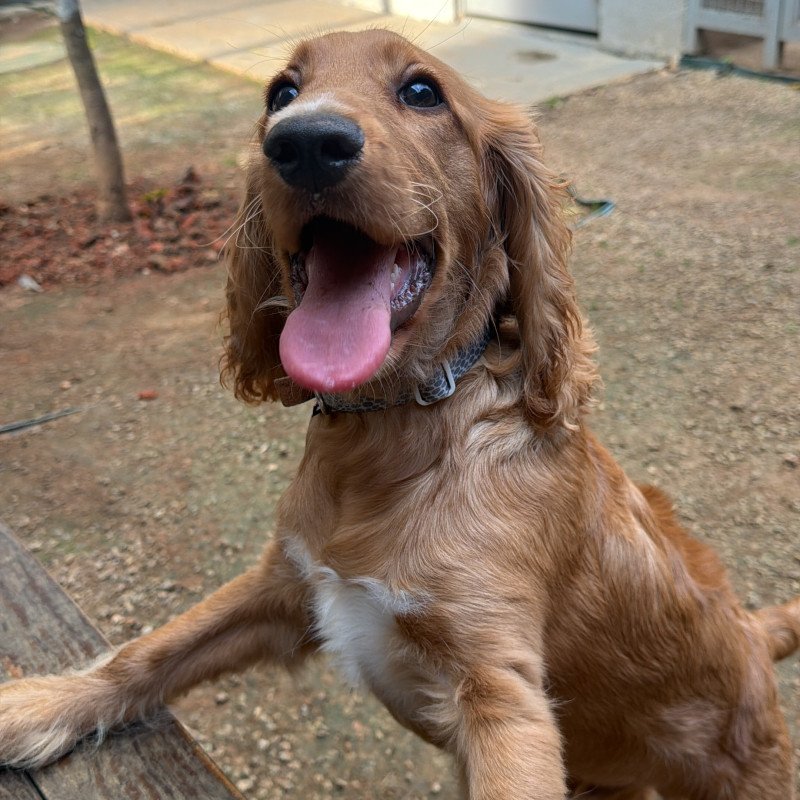 Filhote de cocker spaniel