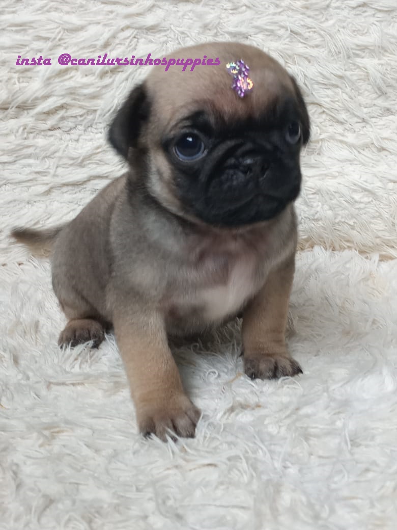 Portal Vendocão pug lindos bebes pronta entrega @canilursinhospuppies UBATUBA 
