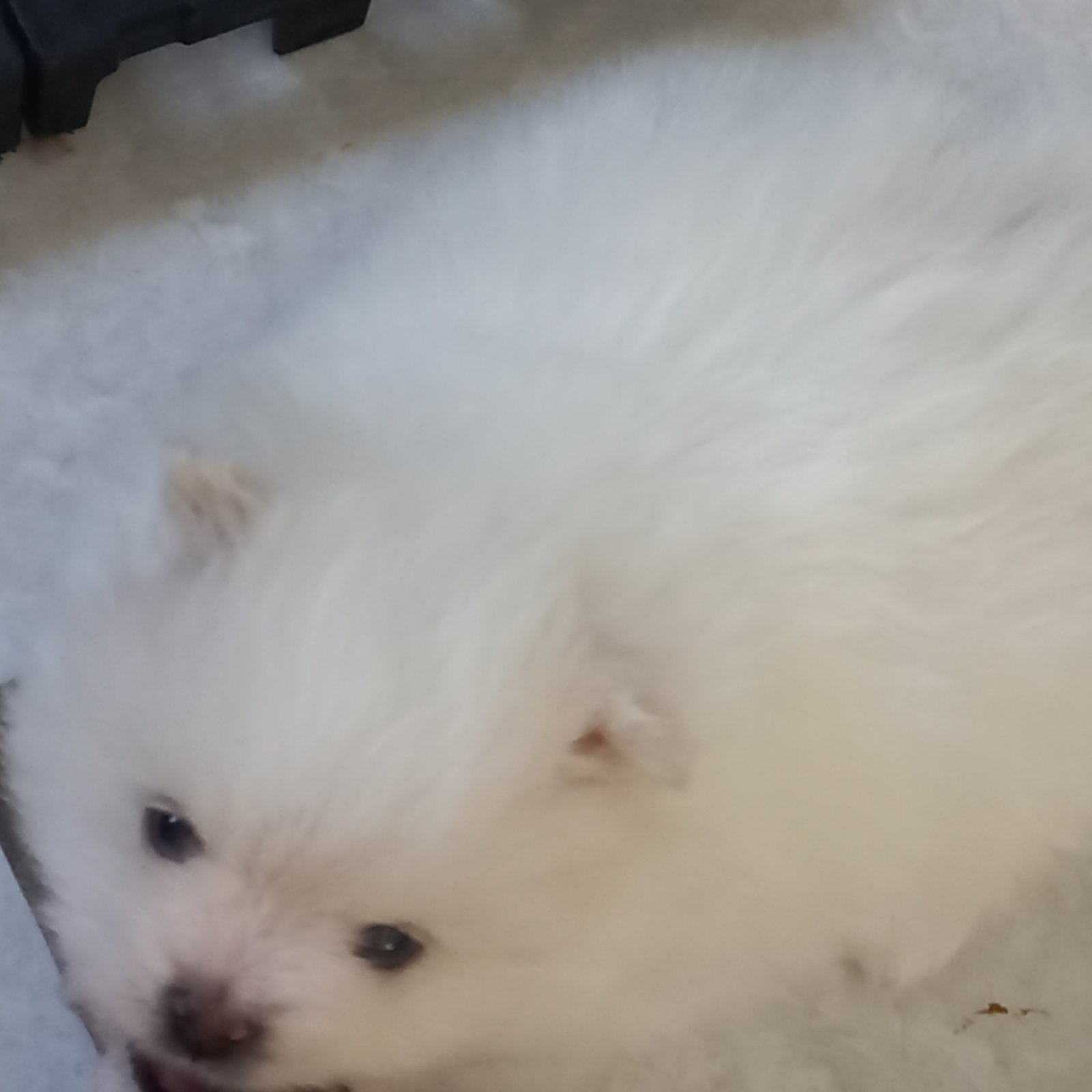Spitz Alemão Anão  - Foto 2