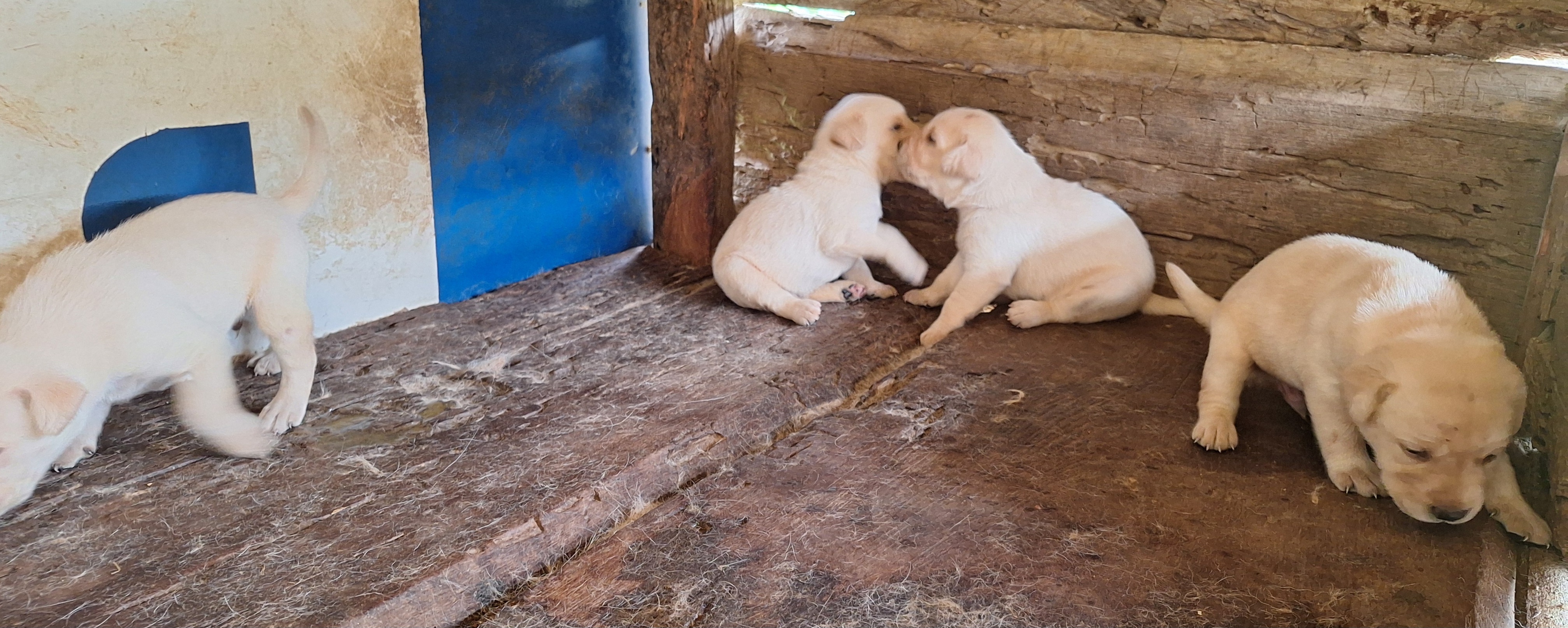 Portal Vendocão Vende-se filhotes de labrador. Juiz de fora 