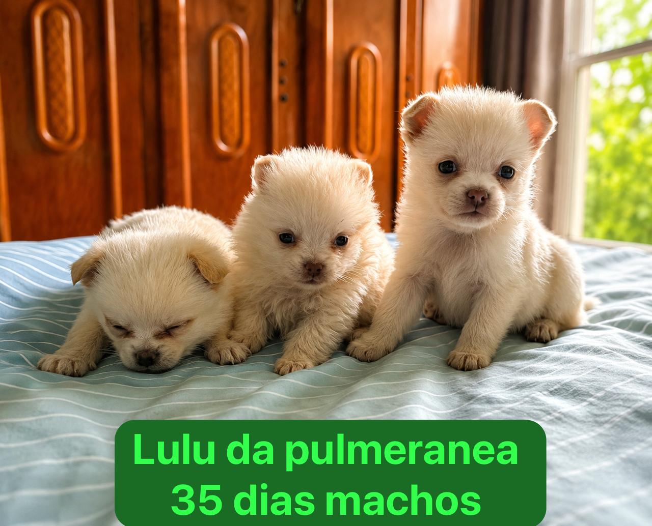 Vendo filhote Lulu pulmeranea 35 dias - Foto 1