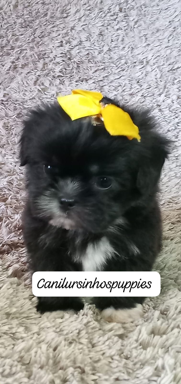 lhasa apso perfeitos filhotes #canilursinhospuppies - Foto 1