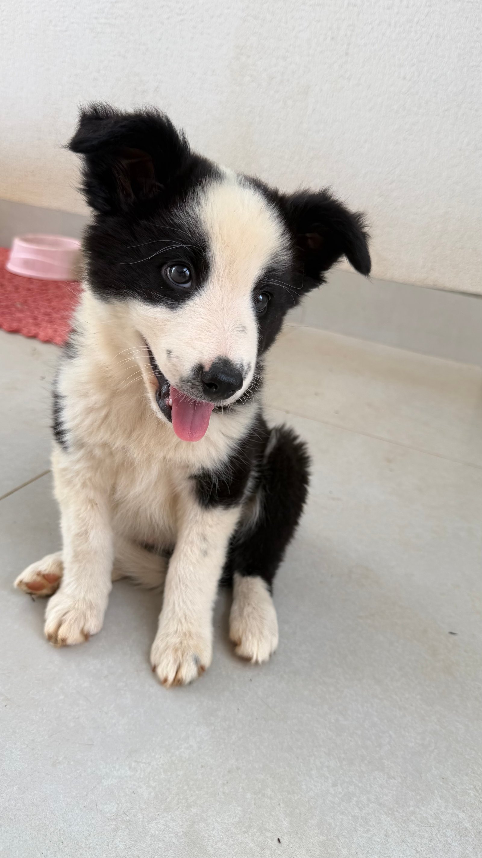 Cachorro 
