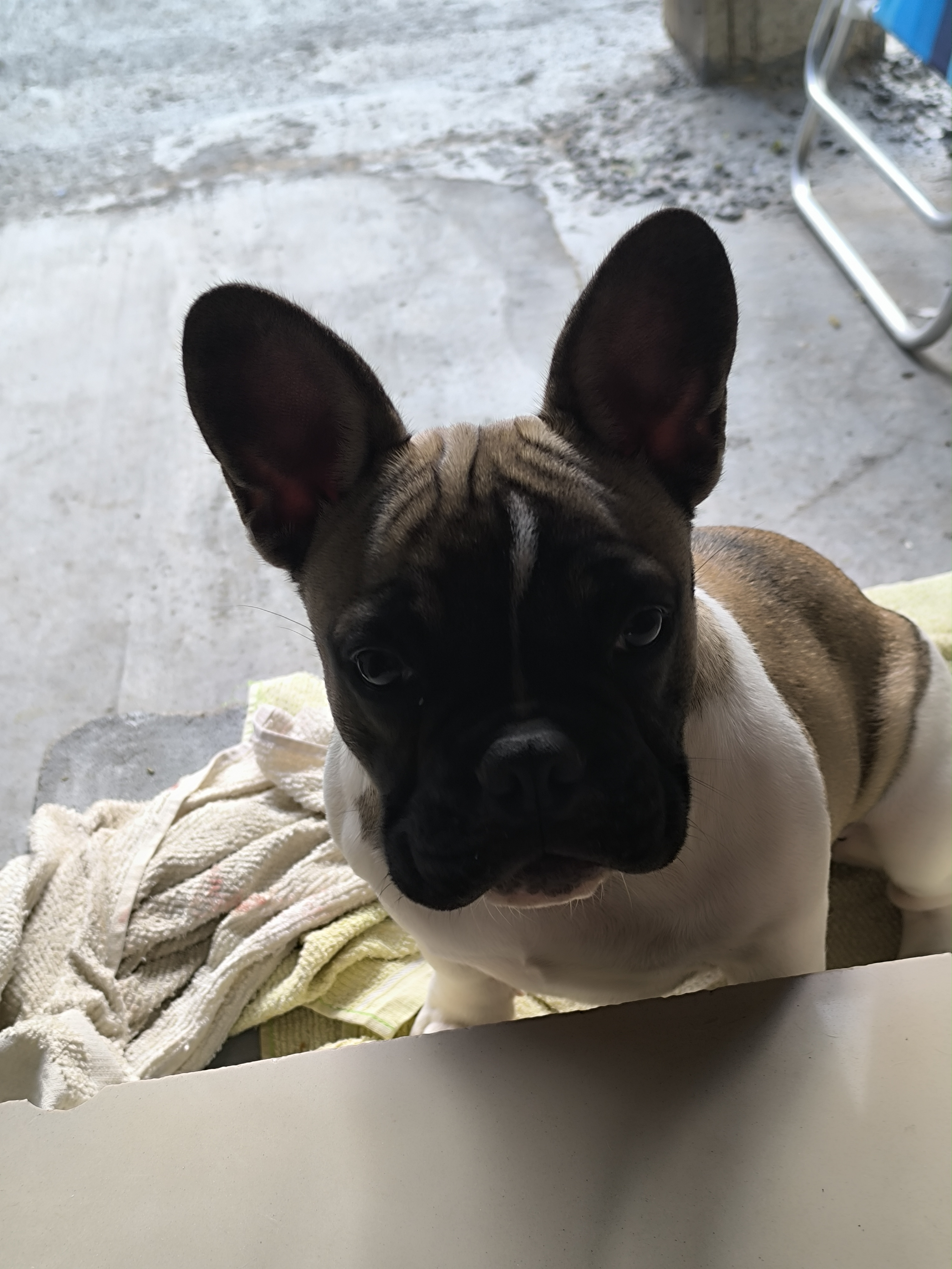 Bulldog francês Femea 5 meses - Foto 1