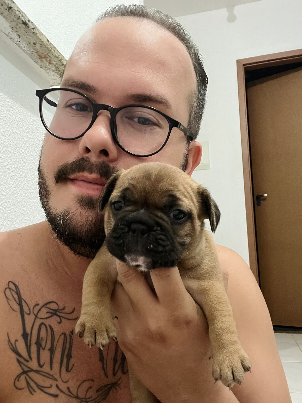 Portal Vendocão Filhotes de bulldogue francês  Caruaru