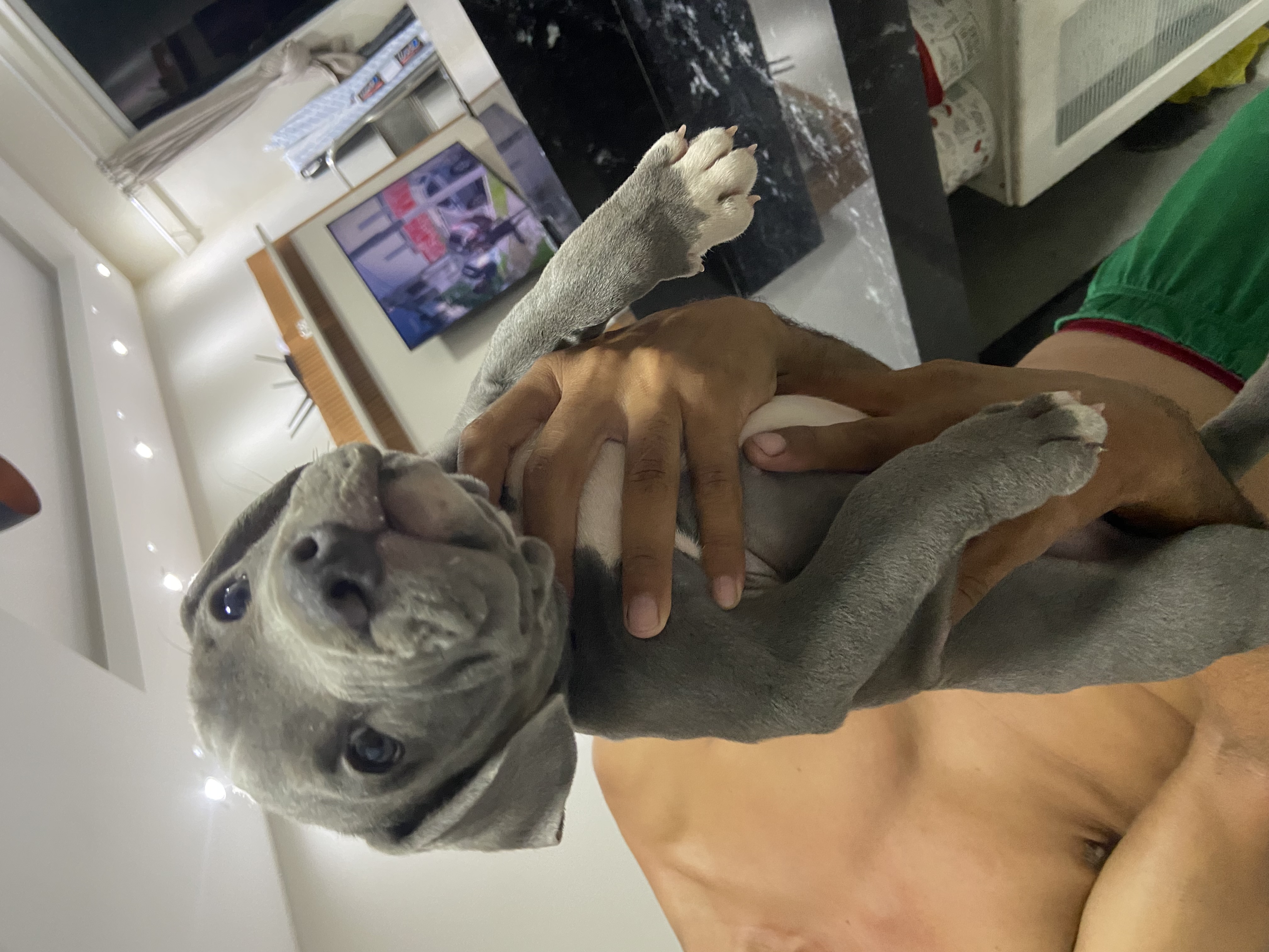 Portal Vendocão American bully  Goiânia 