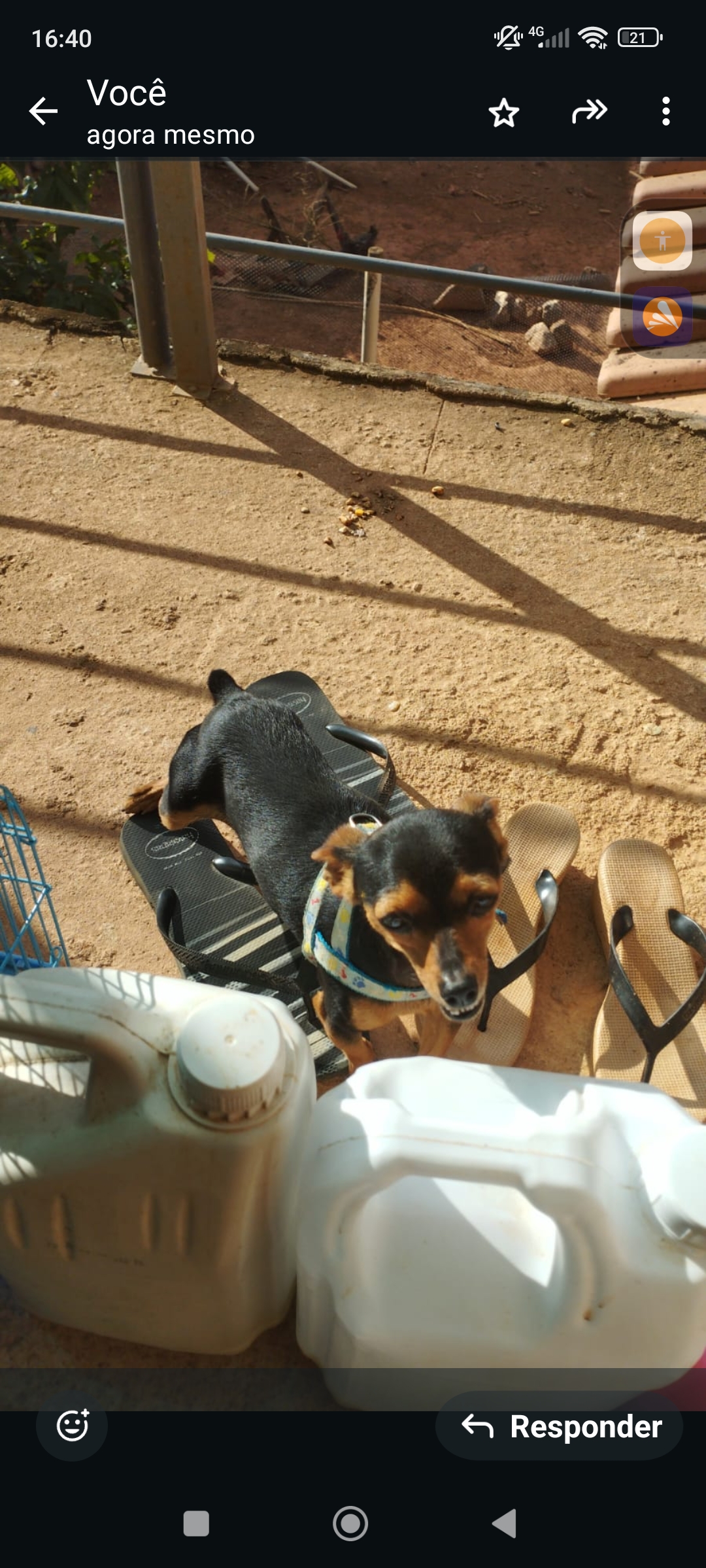 Pinscher - Foto 4