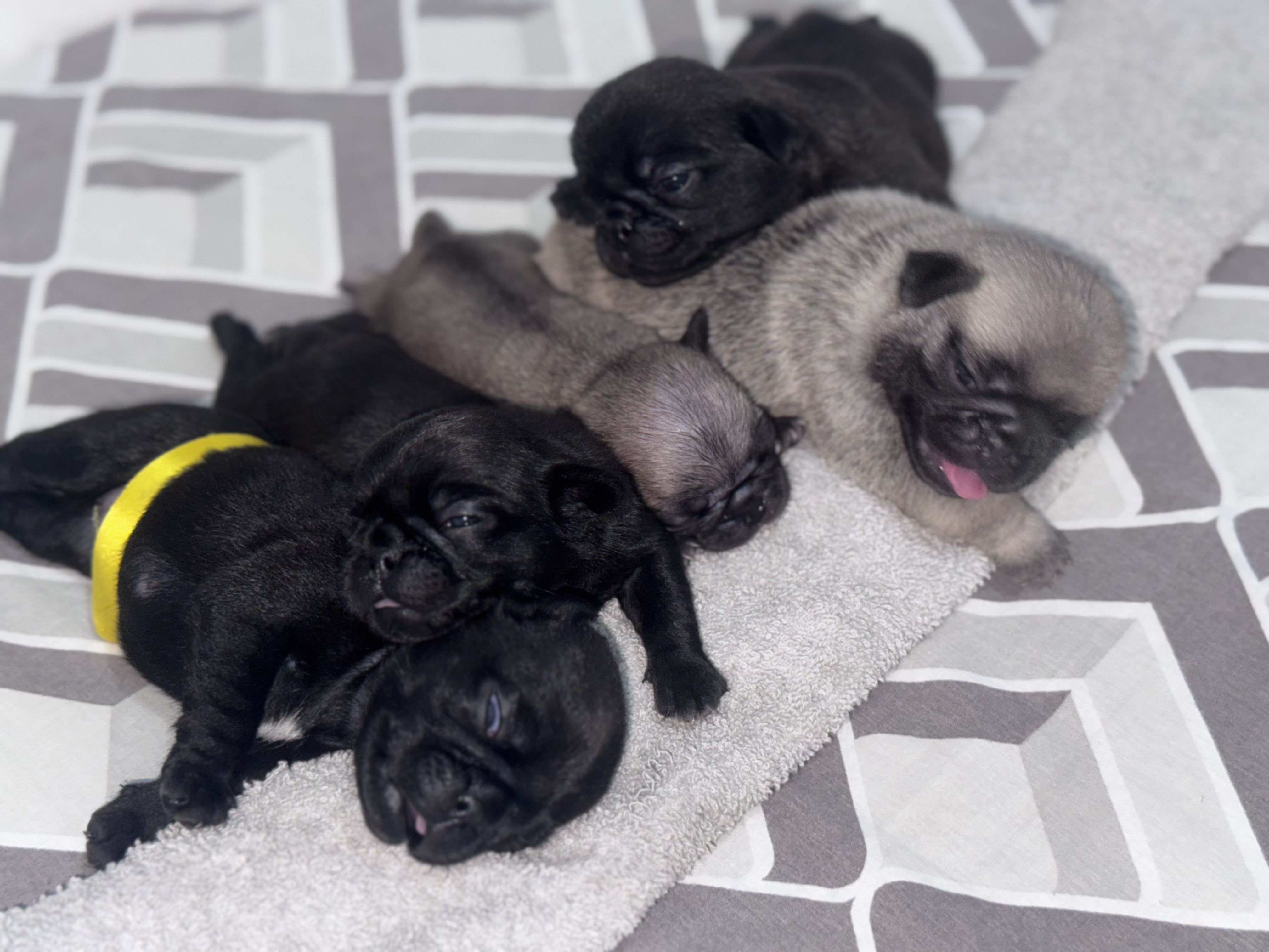 Portal Vendocão PUG Recife 