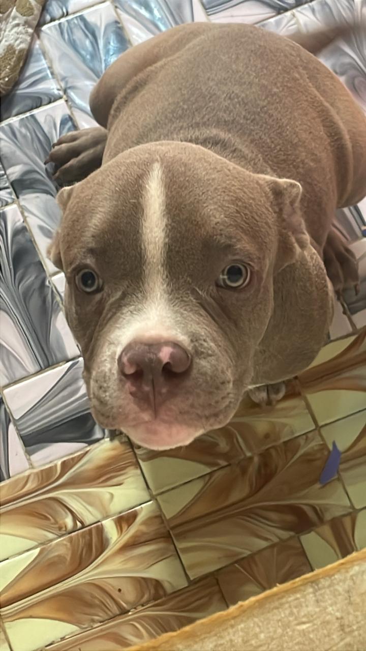 American Bully - Foto 2