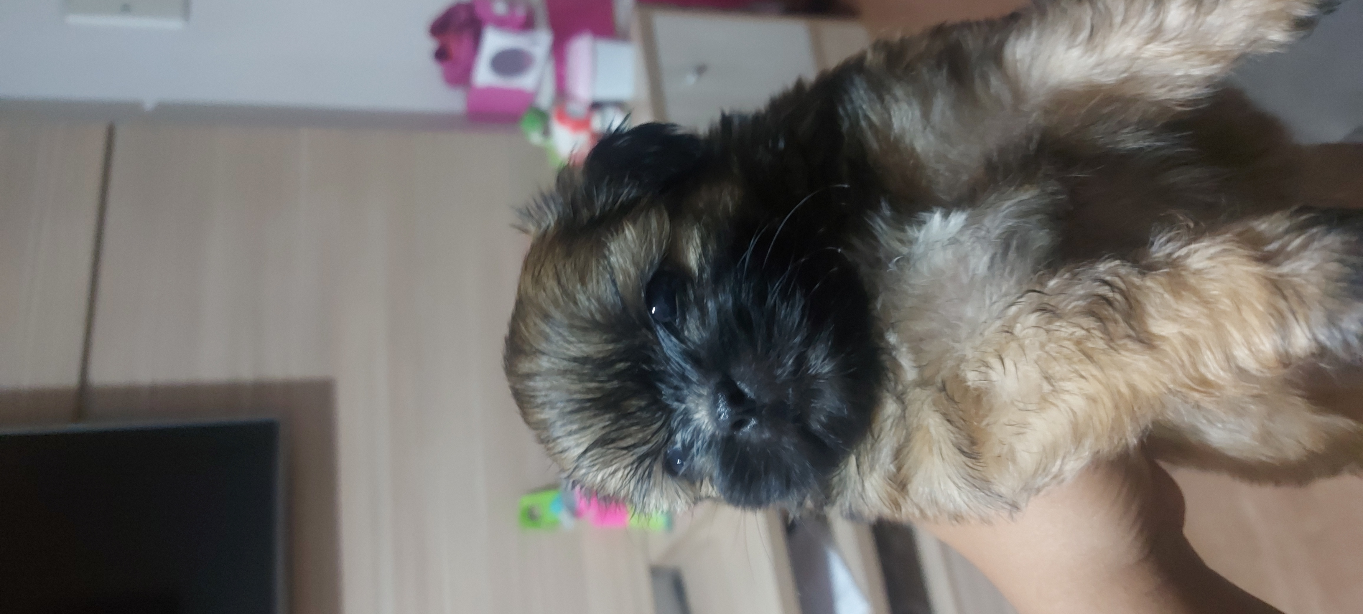 Portal Vendocão Vende se Shih-tzu Fêmea e Macho já vermifugados 3  Fêmea 2 macho aceito cartão de crédito parcelamos só aumenta a taxa da maquininha , sendo a vista valor a combinar . Interessados chamar no Whatsapp acima   Mas aberta a  Guarulhos