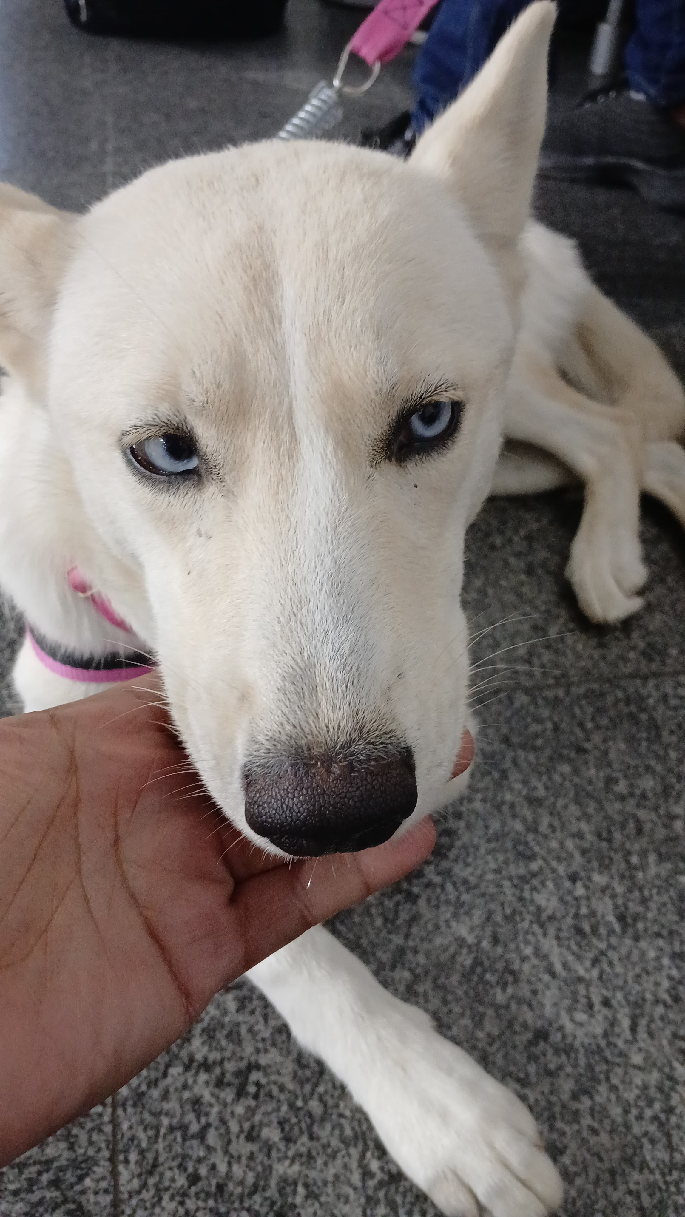 Portal Vendocão Husky siberiano fêmea filhote  Salvador