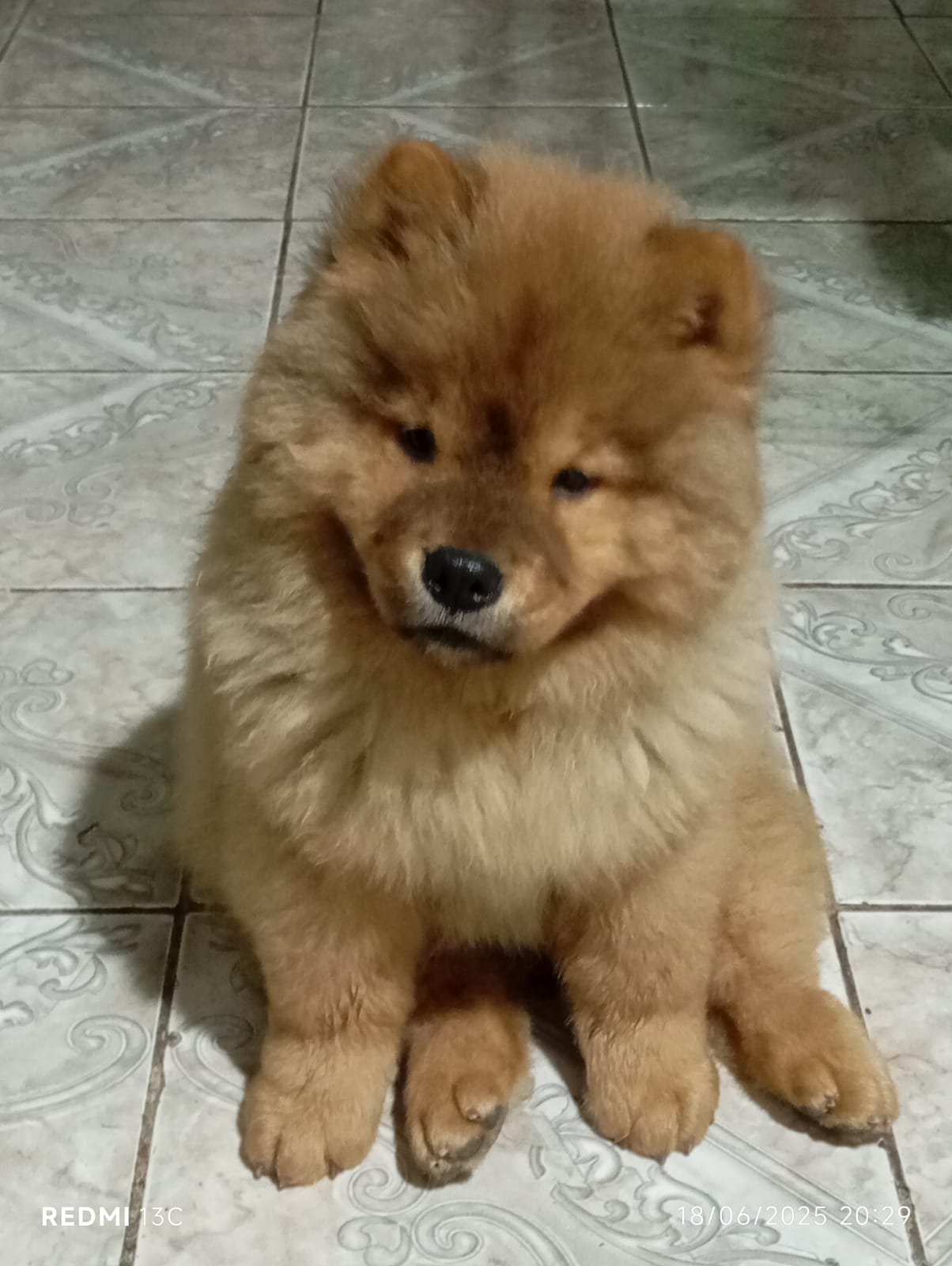 CHOW CHOW filhotes  - Foto 2
