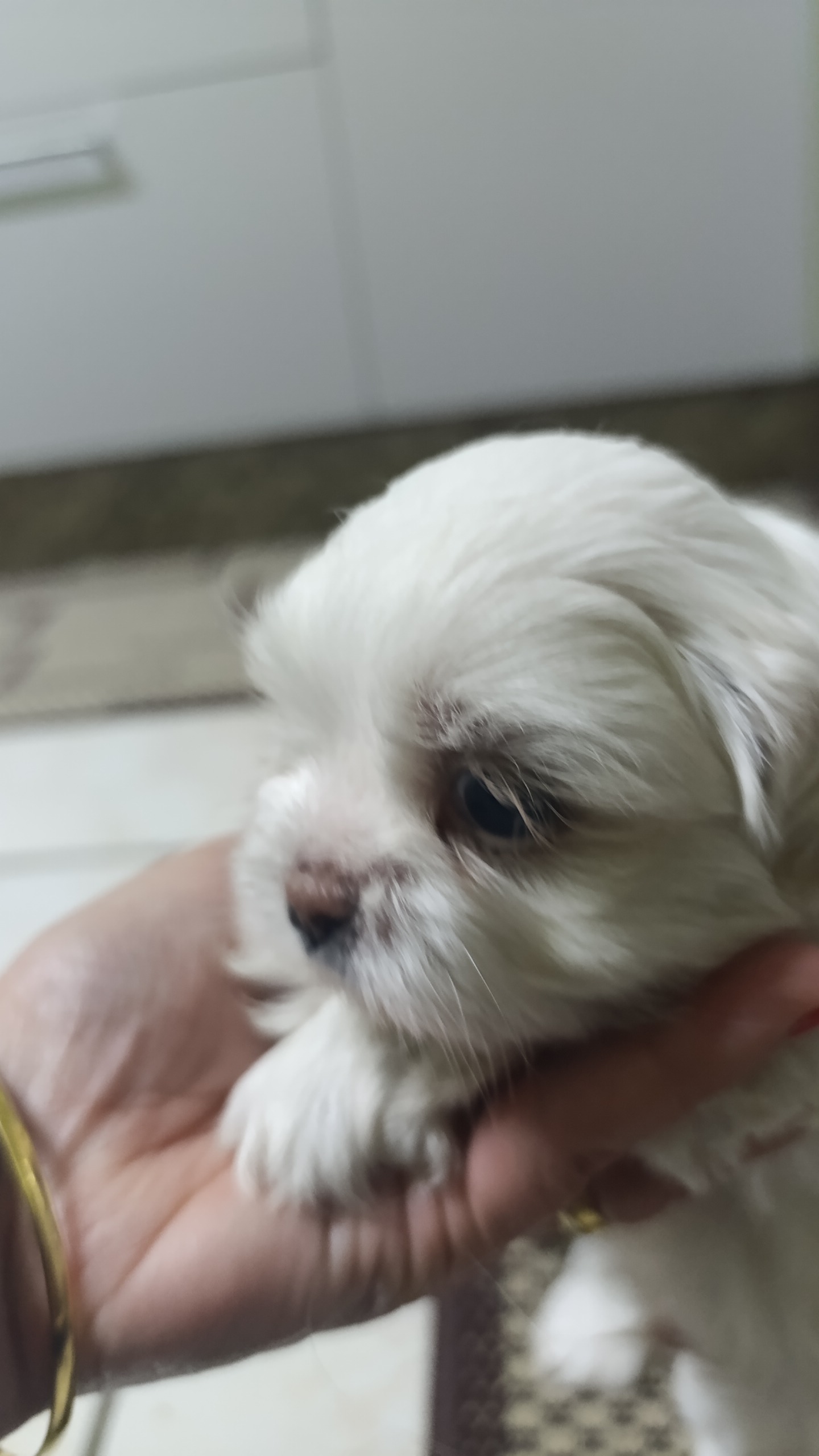 Menino Shih tzu 