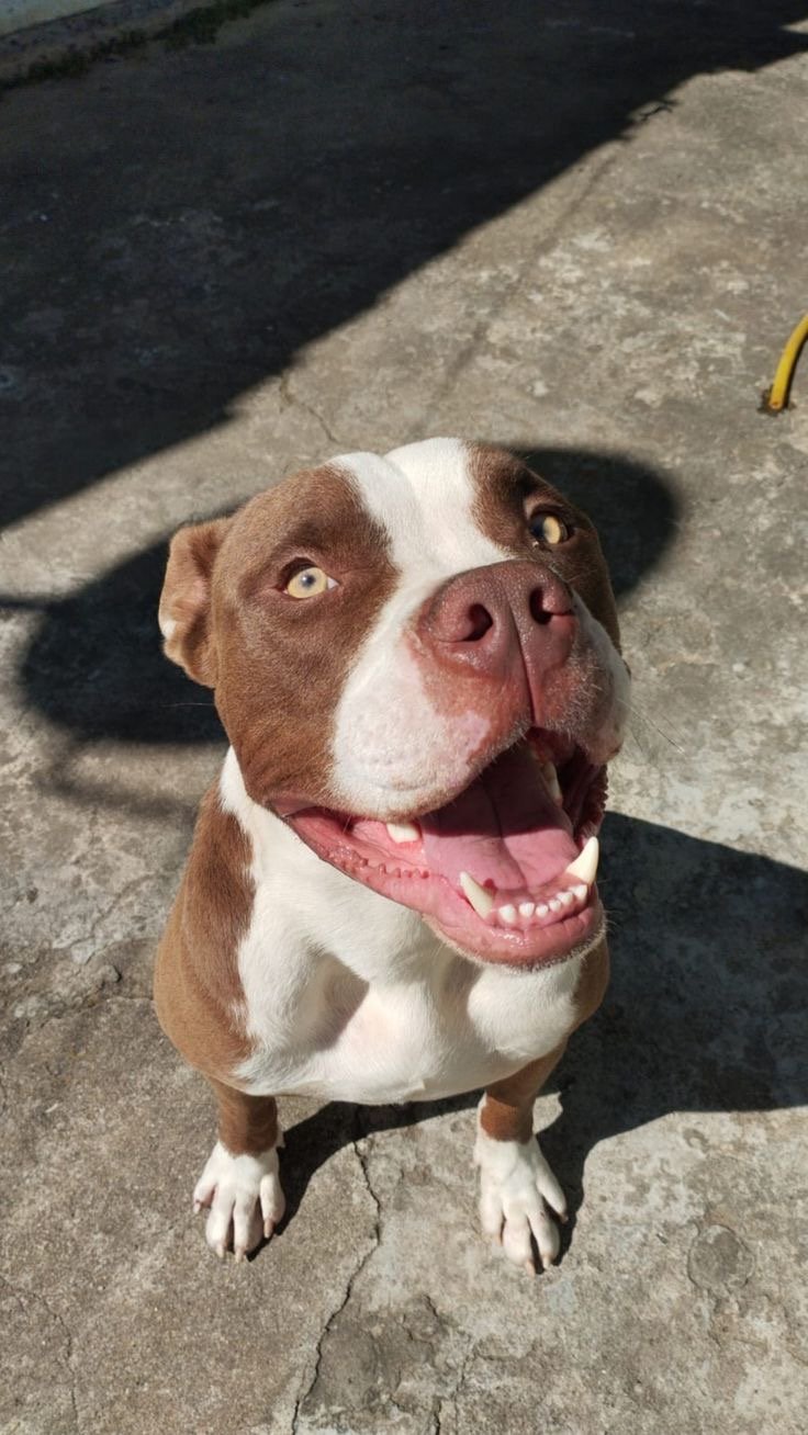 American bully 11 meses