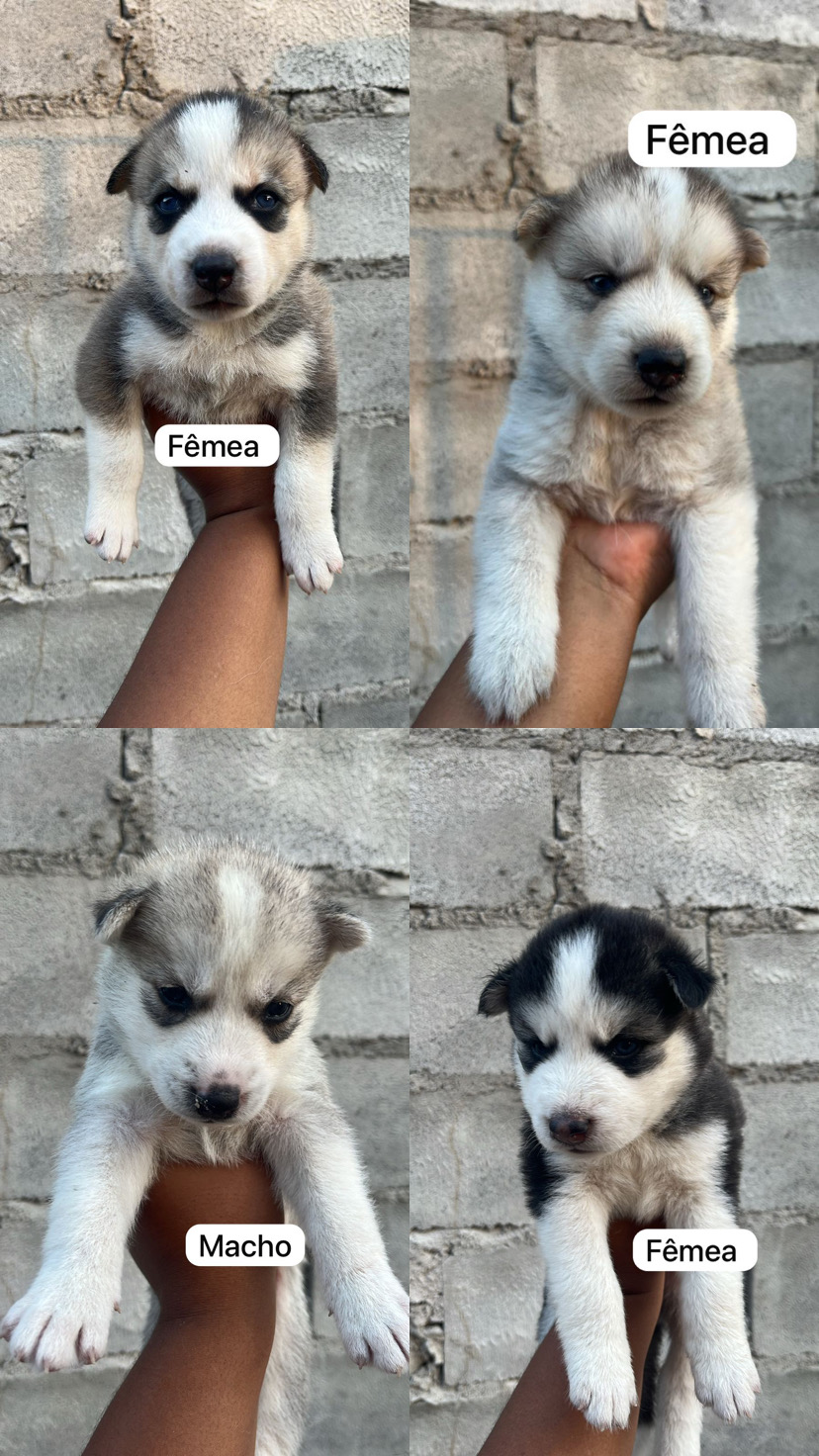 Filhote de husky siberiano disponível  - Foto 1