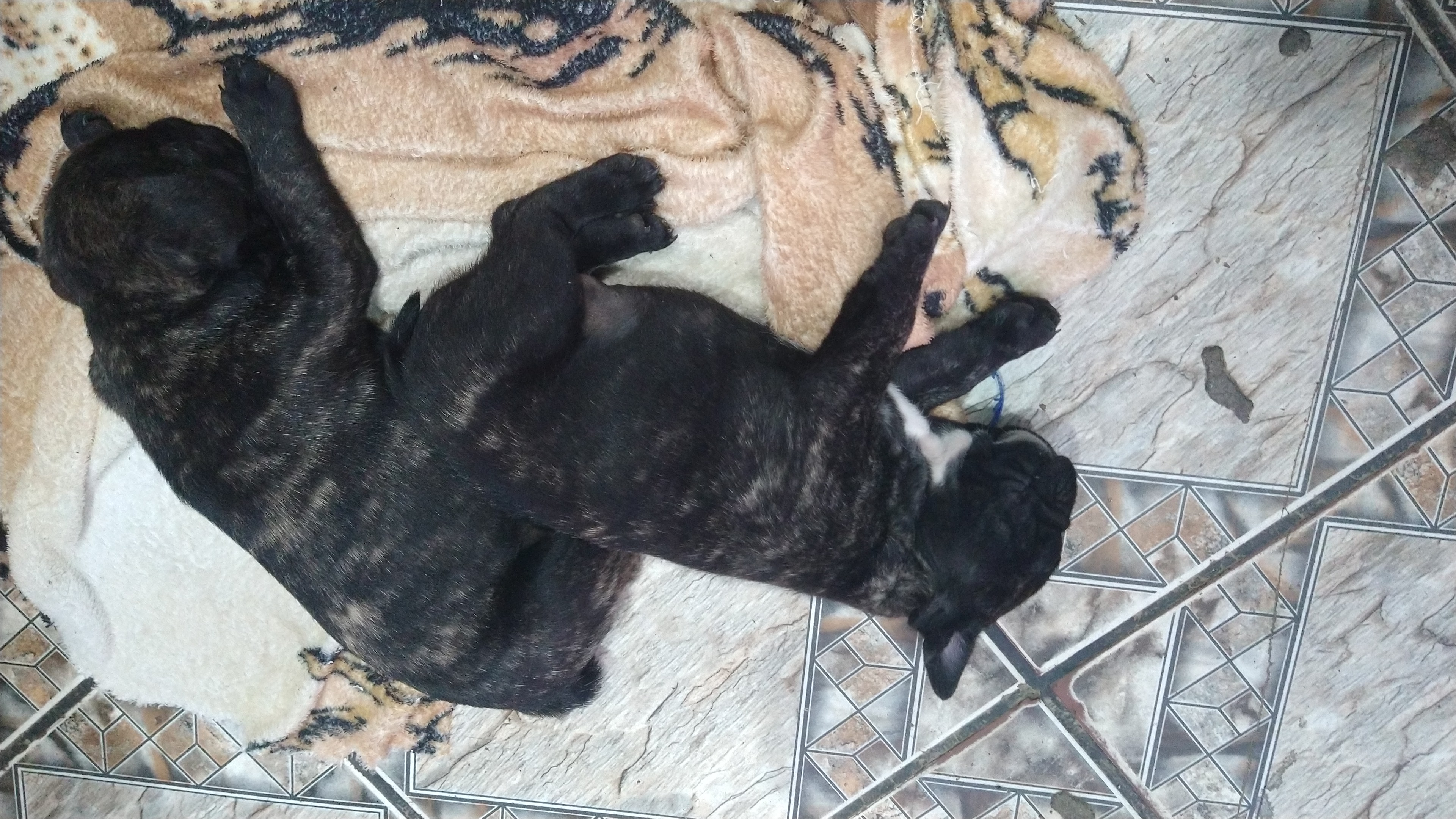 Portal Vendocão Bulldog francês  Serra